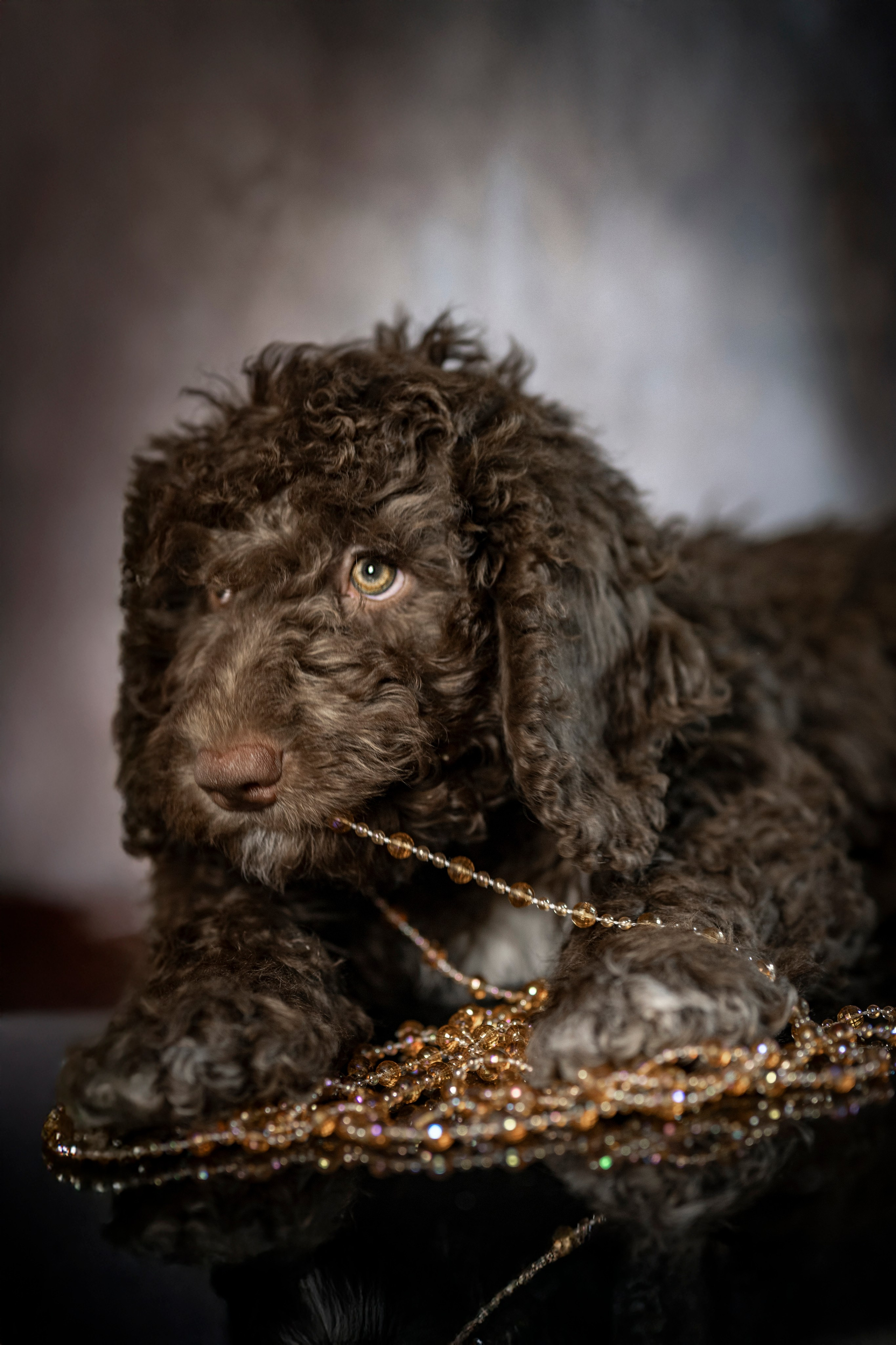 Испанская водяная. Фотограф анималист в Санкт-Петербурге Таша Крейв