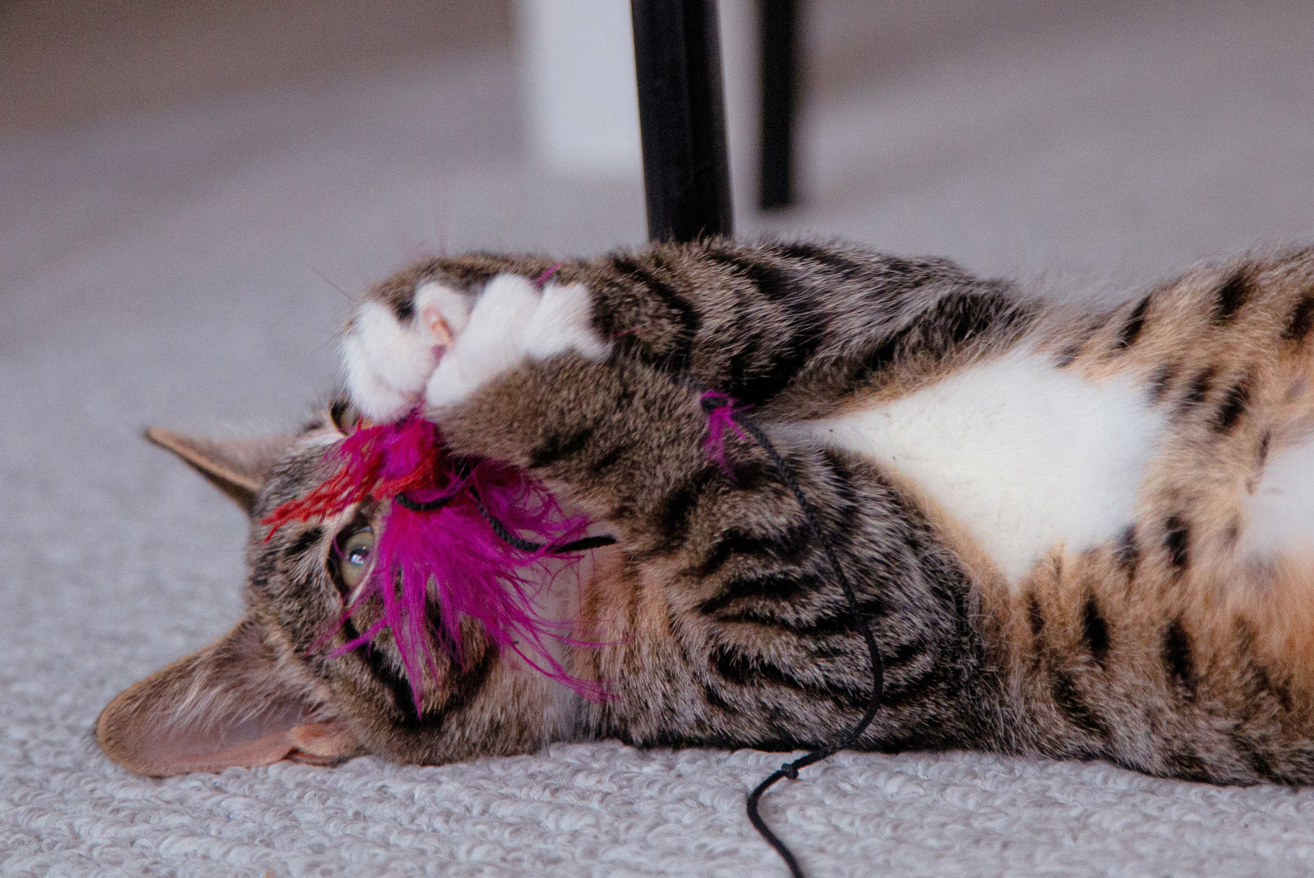 Съемка животных. Фотограф-режиссёр Майя | Москва