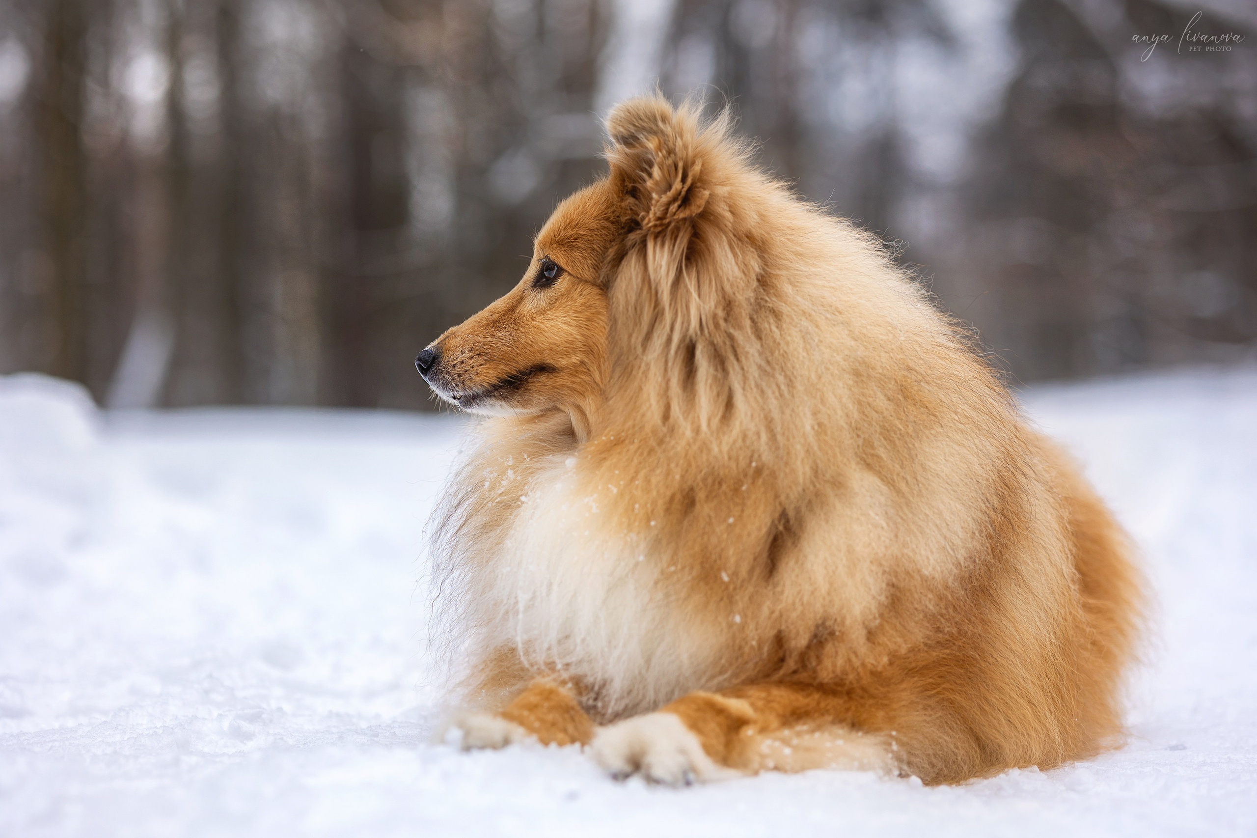Скиф. Фотограф анималист Аня Ливанова | Рыбинск