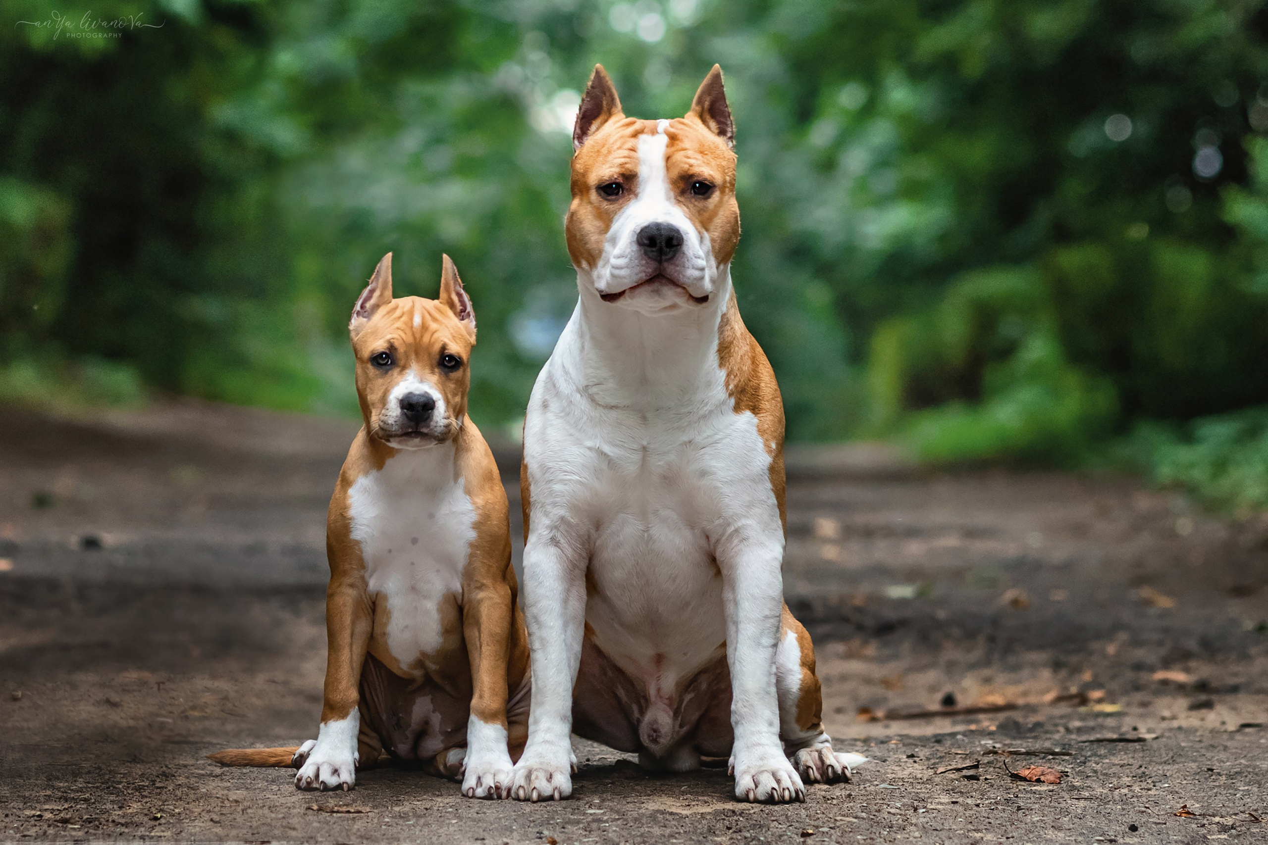 Винт и Дея. Фотограф анималист Аня Ливанова | Рыбинск