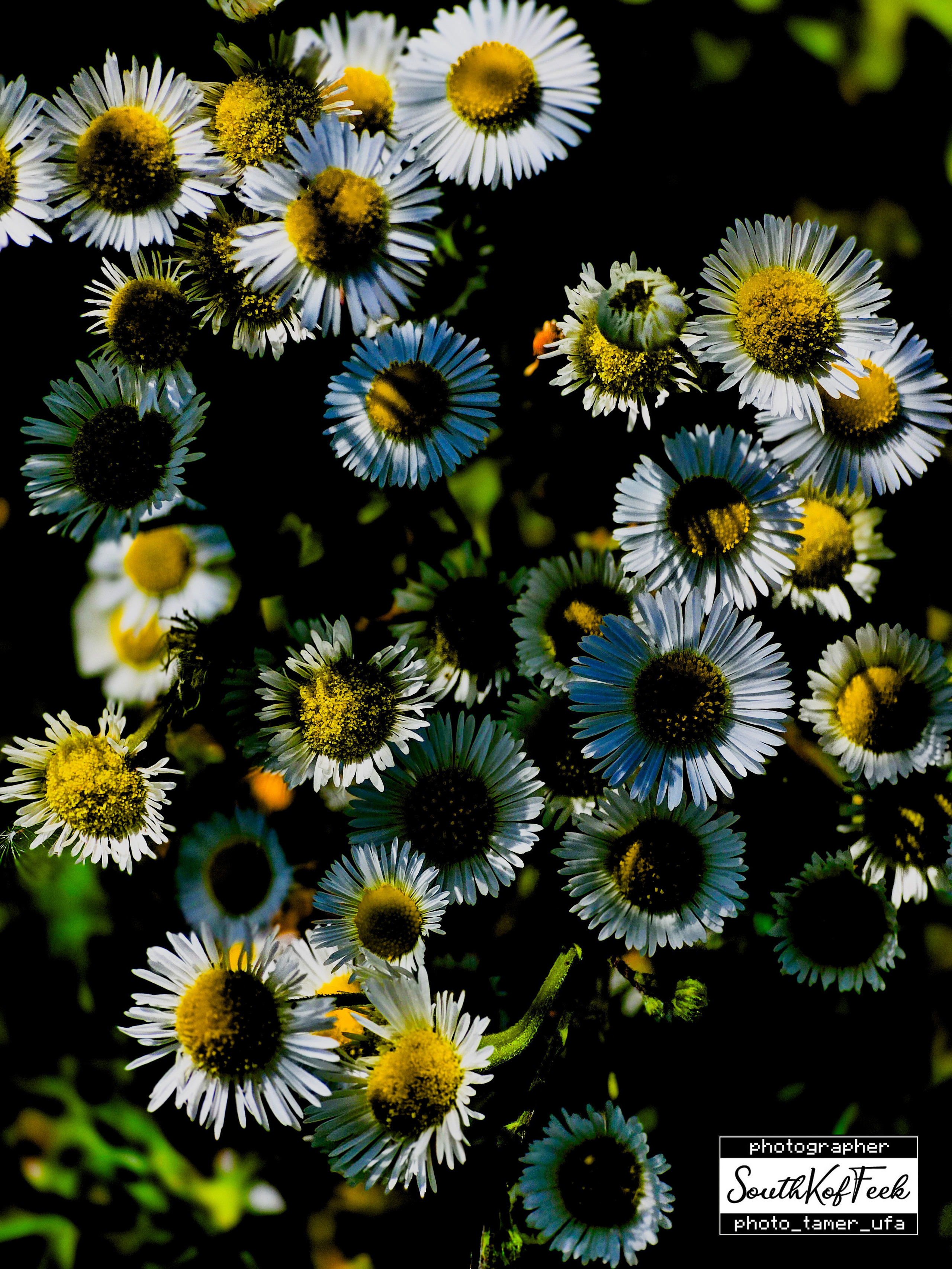 Цветы?. Photo Tamer Ufa