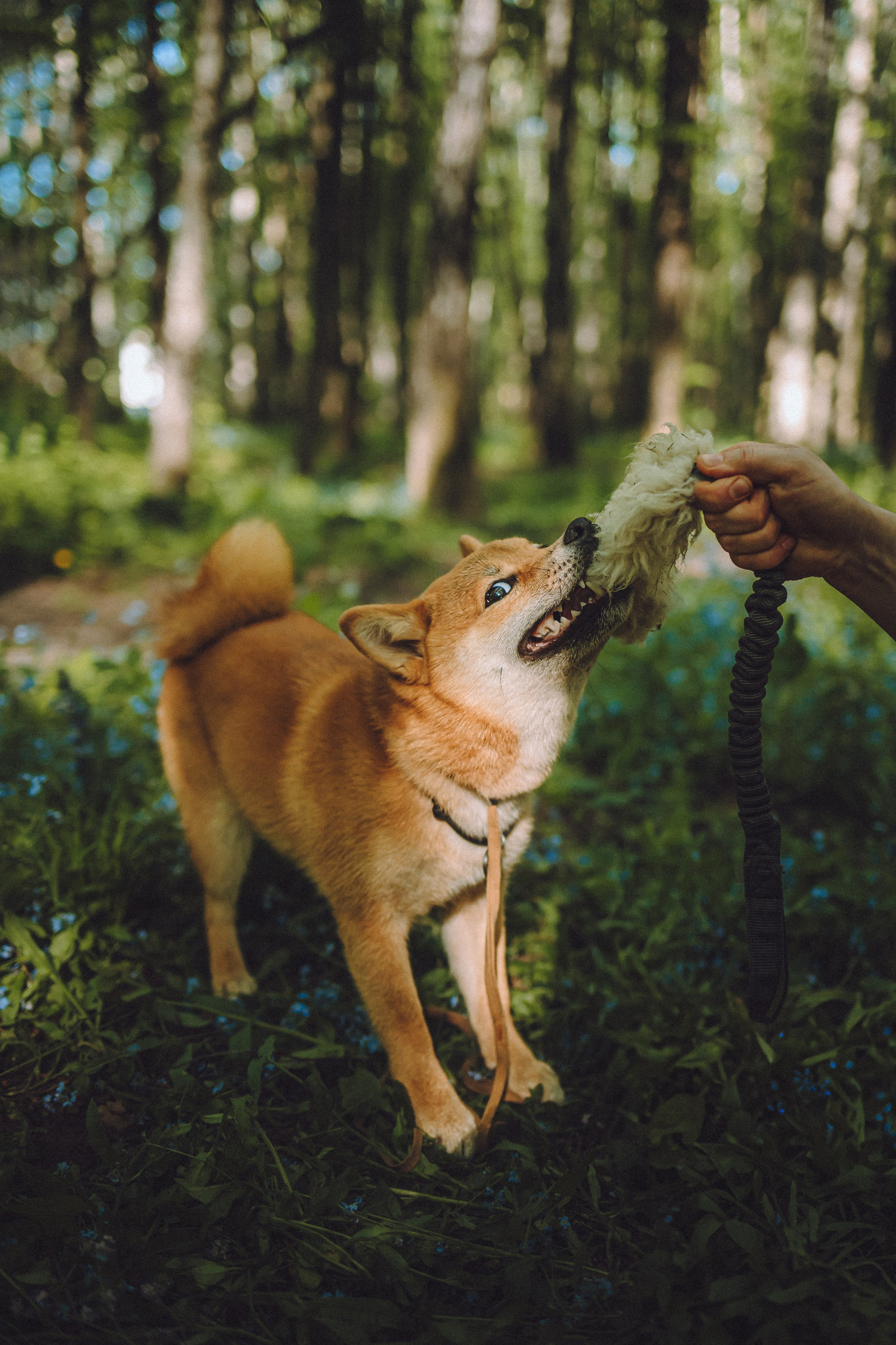 Шед, Цири, Чиби, Цера и их семья