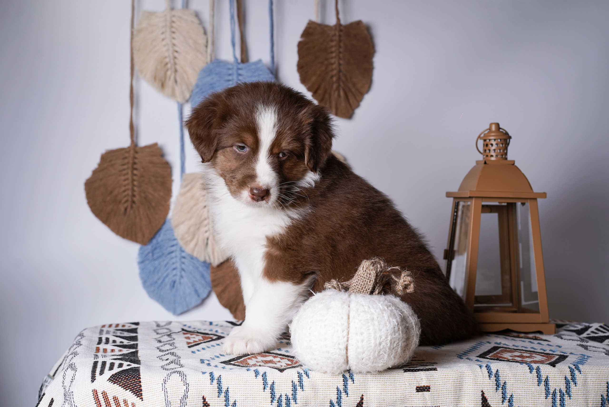 Щенки аусси. Фотограф-анималист в Санкт-Петербурге Яна Мартынова