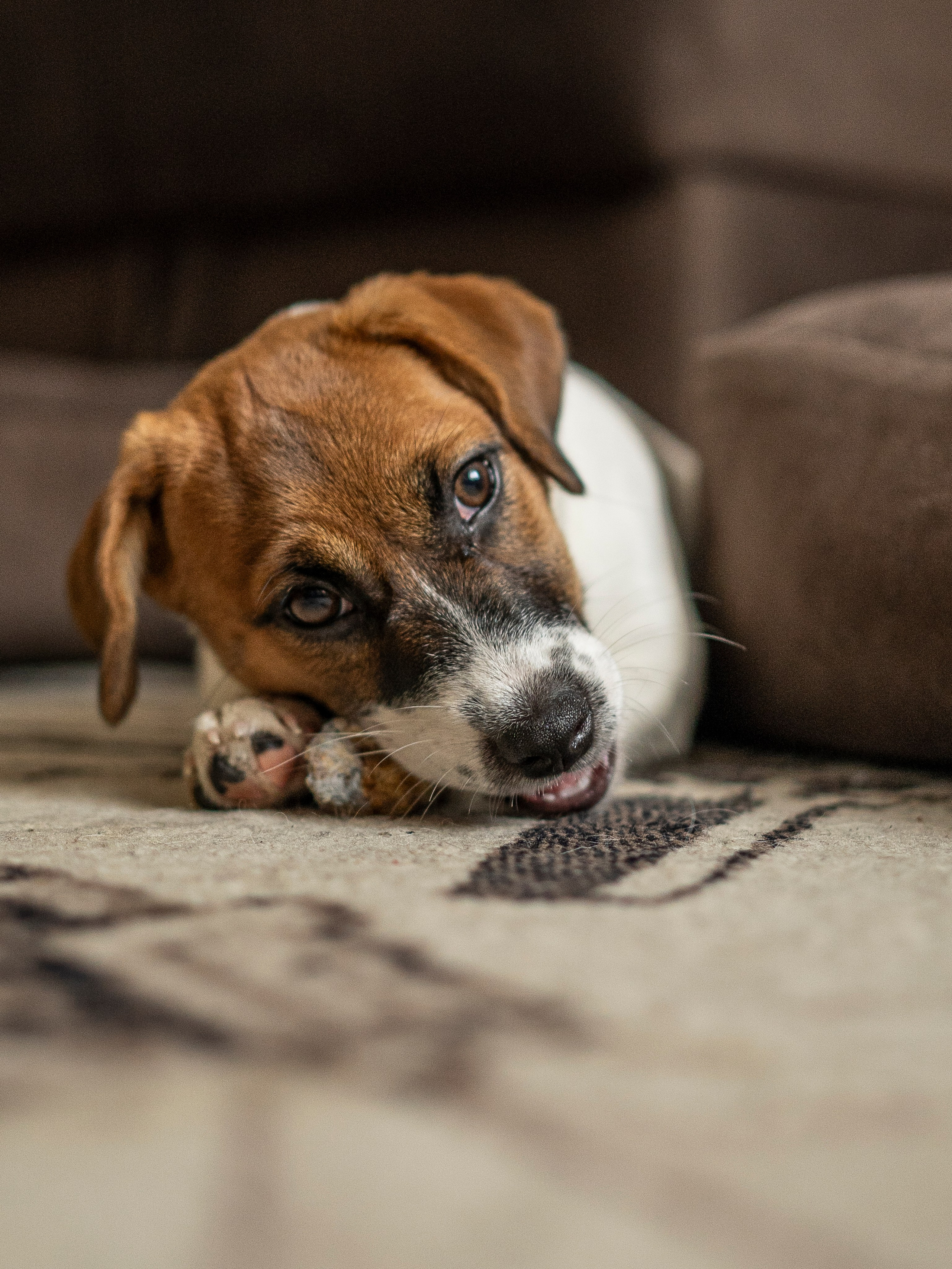 Ляля и Бандит Питомцы. Свадебный и Женский фотограф в г. Кемерово