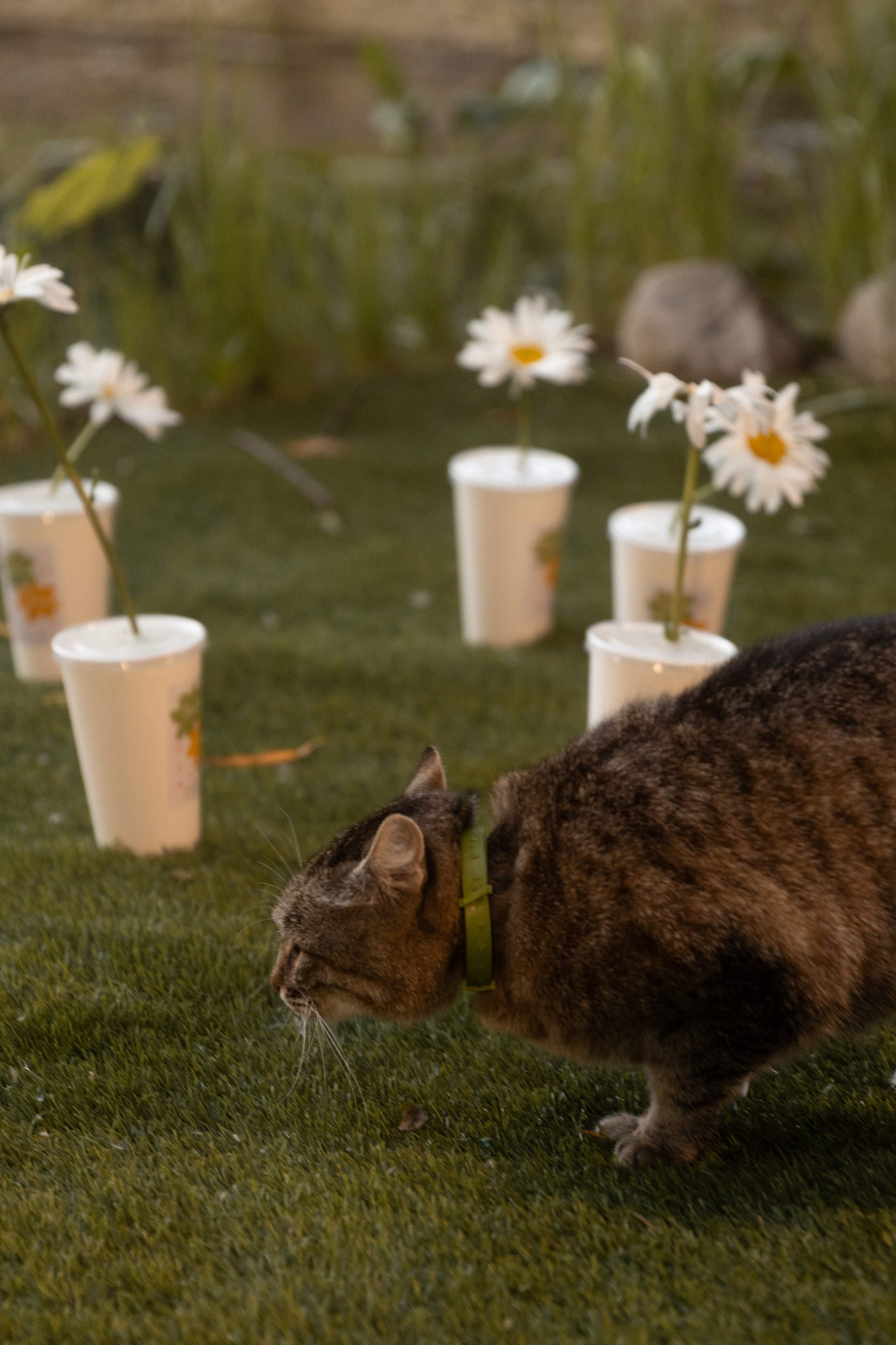 Таня и Ваня, площадка «Таёжный». Свадебный фотограф | Москва