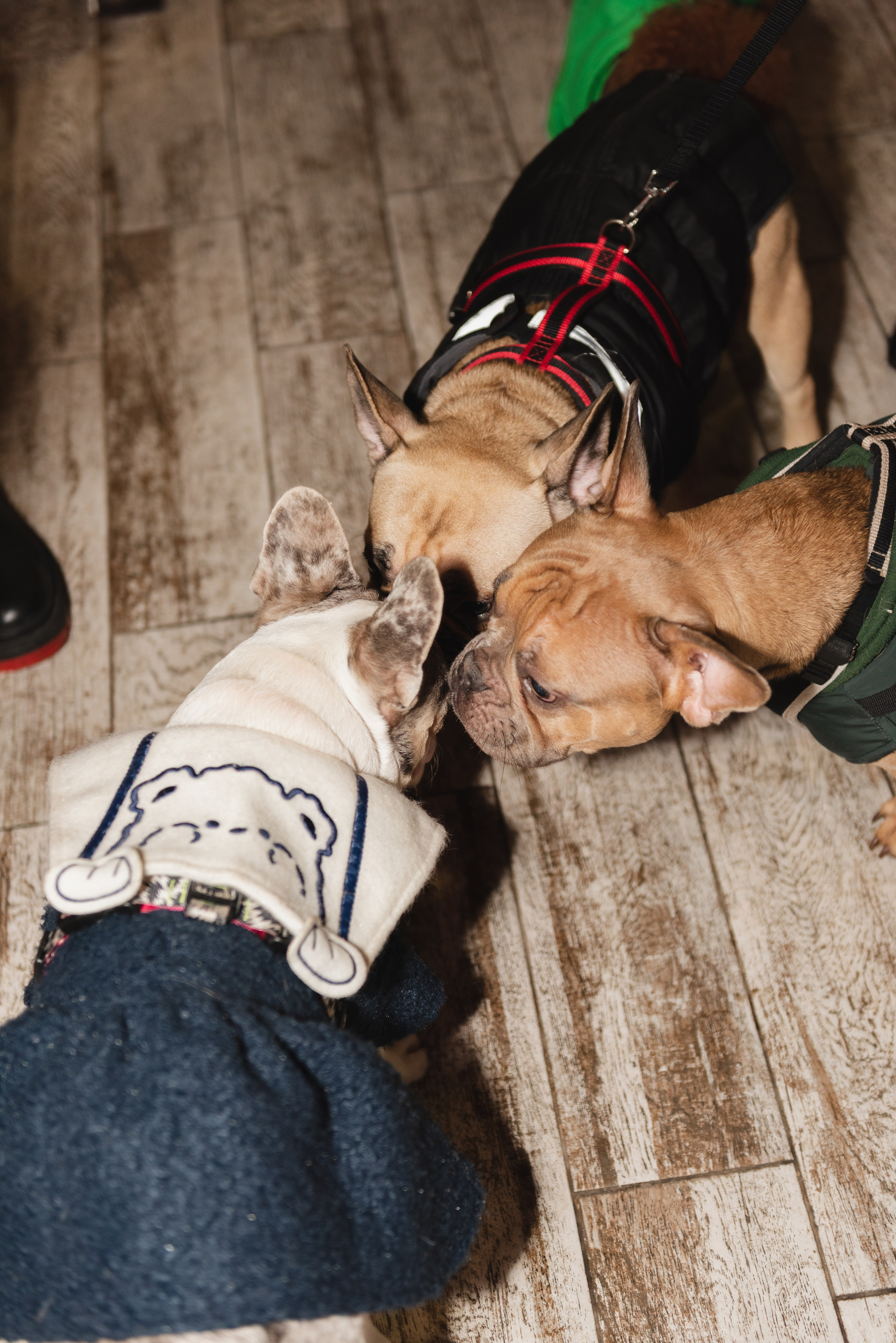 Pets. Фотограф в Москве Daria Lens