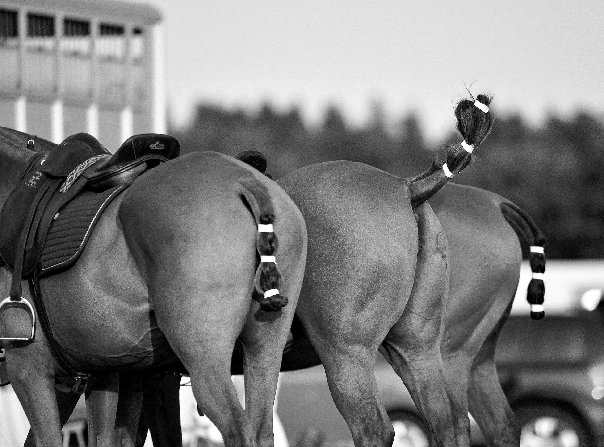 Polo art photos. Art photos of horses — ARTUR BABOEV | Photographer