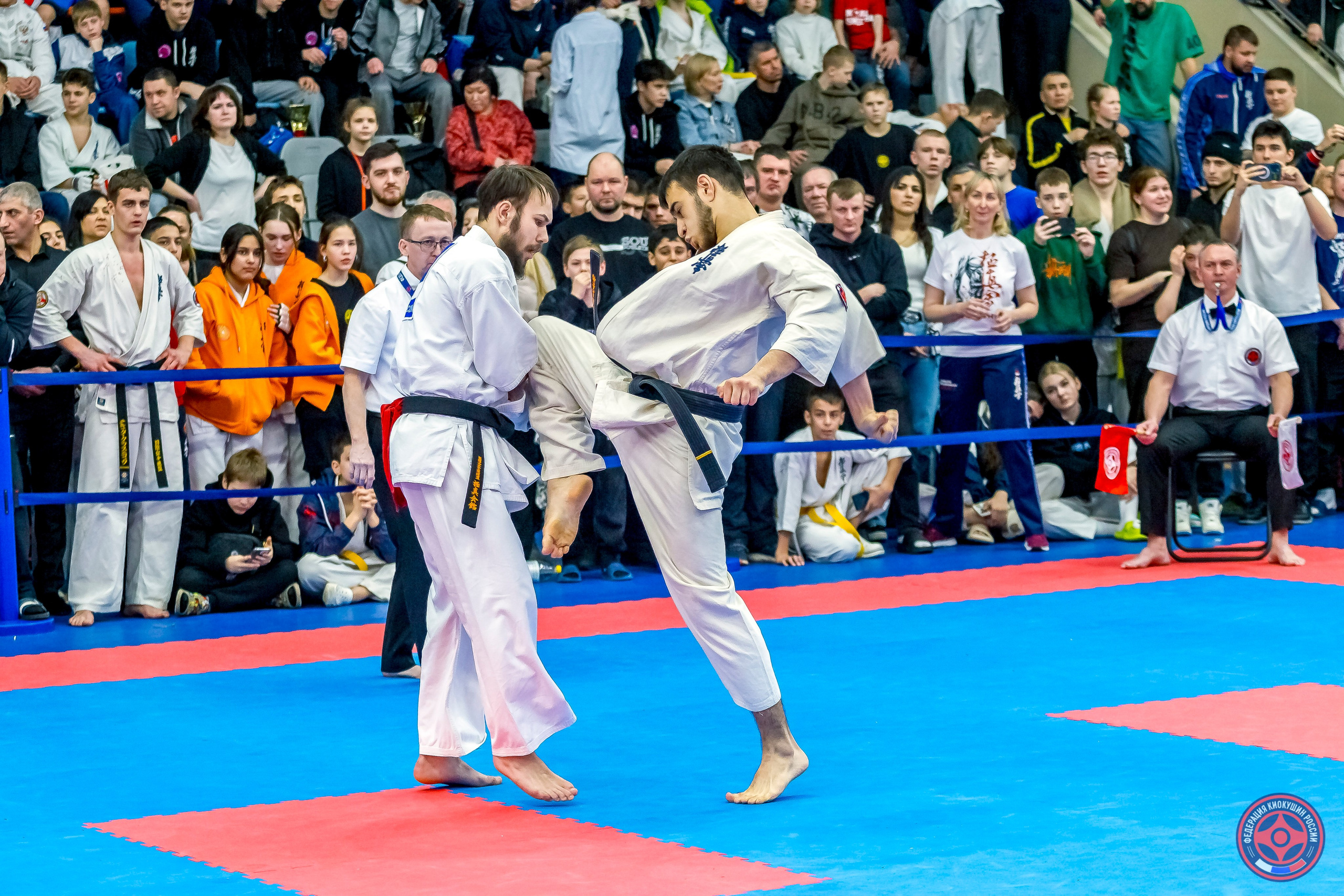 Международный турнир по киокушин «Открытый кубок Seiken». Репортажная съемка в Москве и области. Анималистика