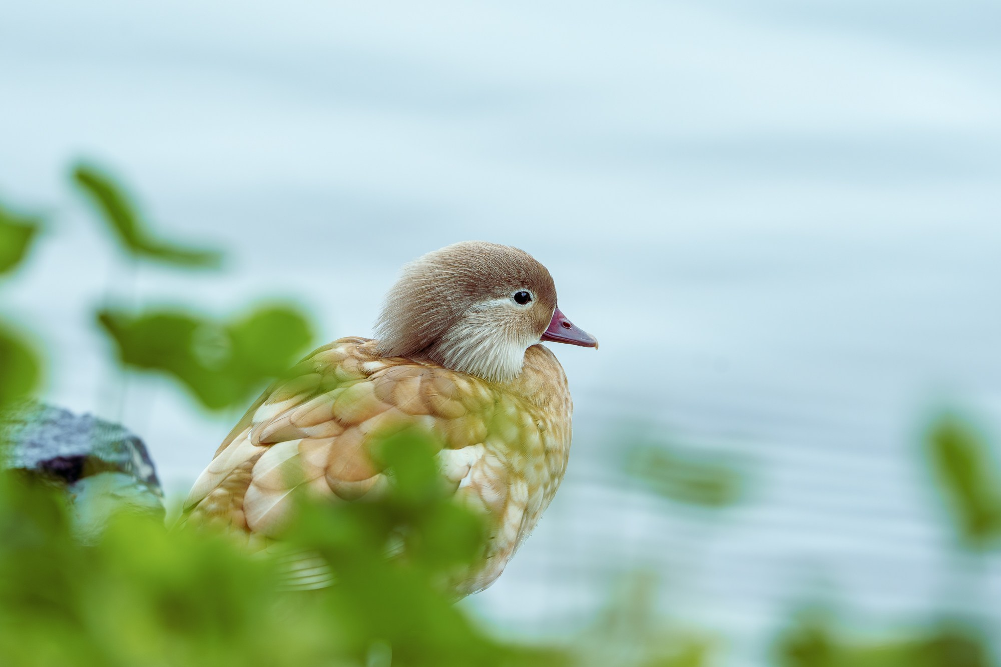 Удивительные мир птиц. Вокруг нас столько прекрасного — присмотритесь!. Ваш личный фотограф Марина Волкова