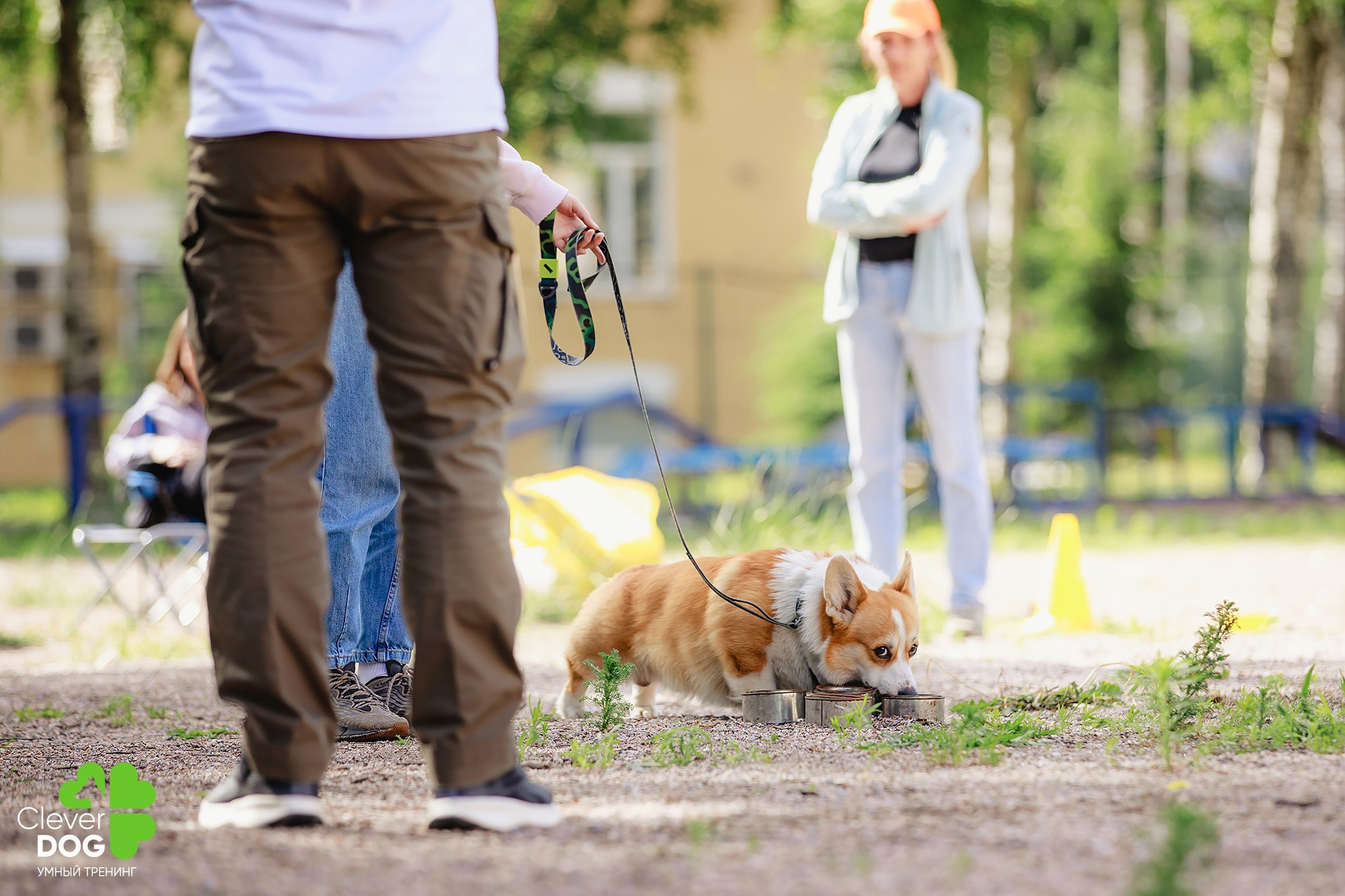 Семинар по поиску запаха с Иваном Ломовым, организатор CleverDog, СПб. Фотограф-анималист Mary Mart — Москва, Питер