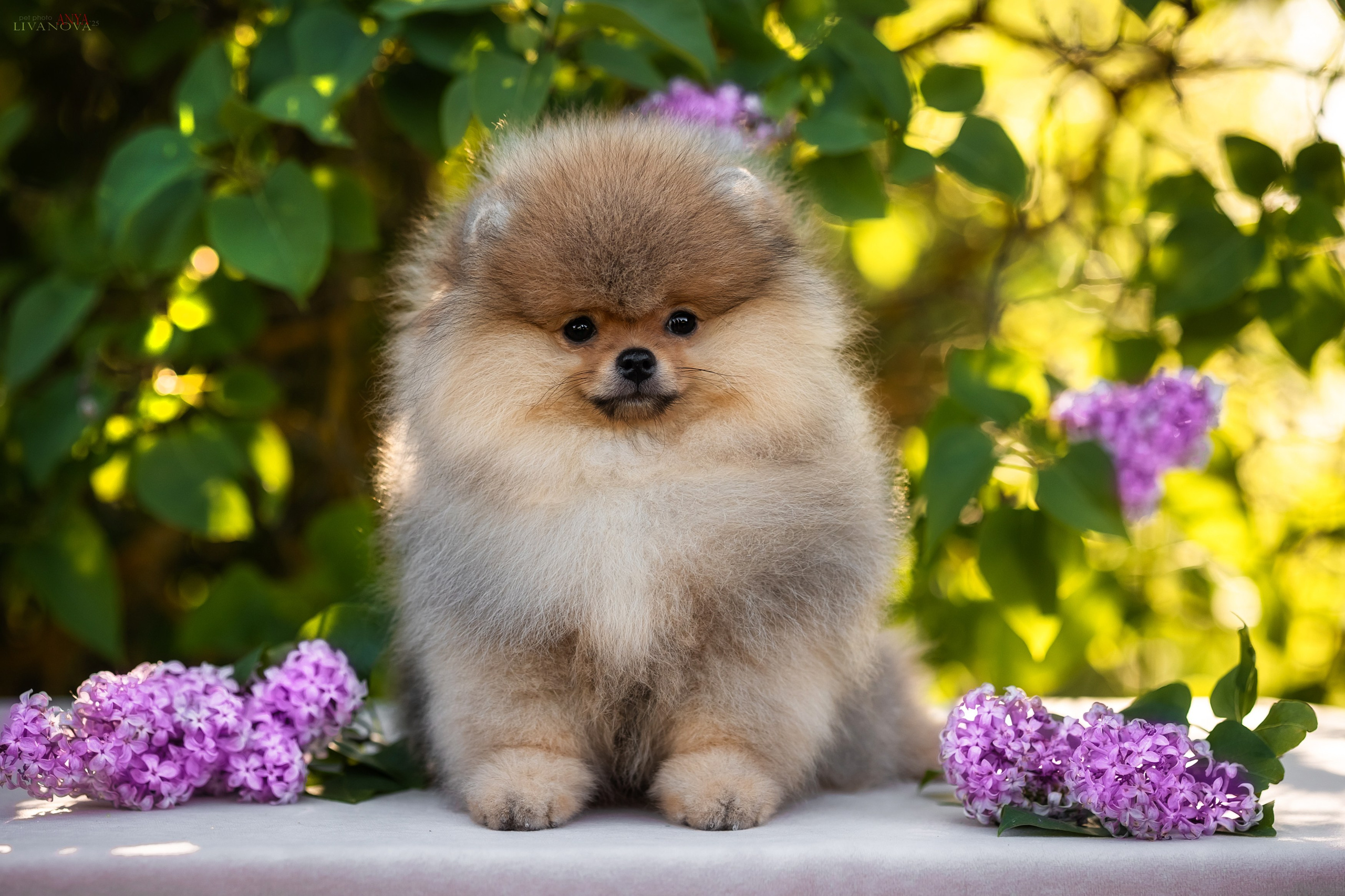 Шпичики. Фотограф анималист Аня Ливанова | Рыбинск