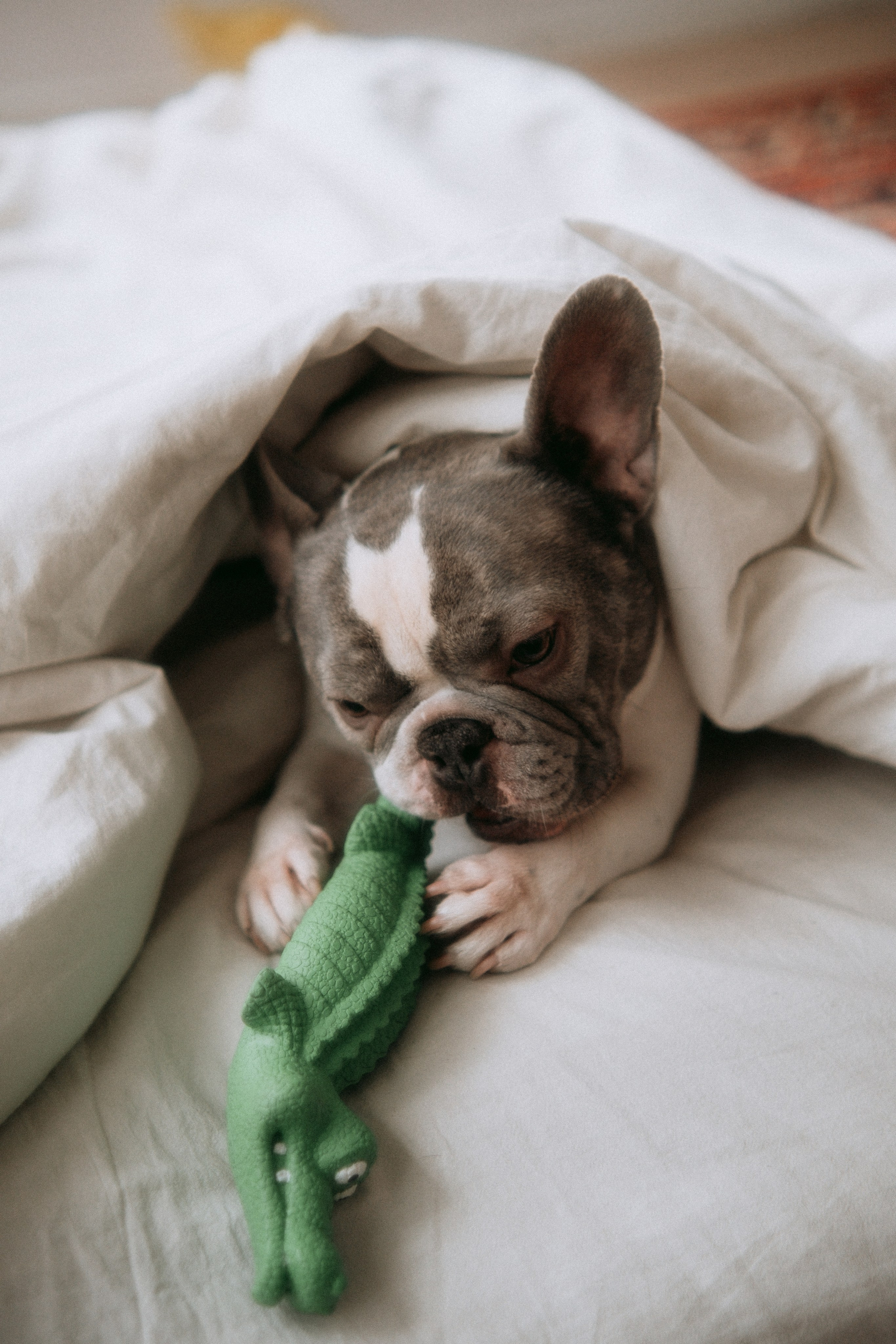 Серафима и Кефир. Фотограф в Санкт-Петербурге Кристина Брянская