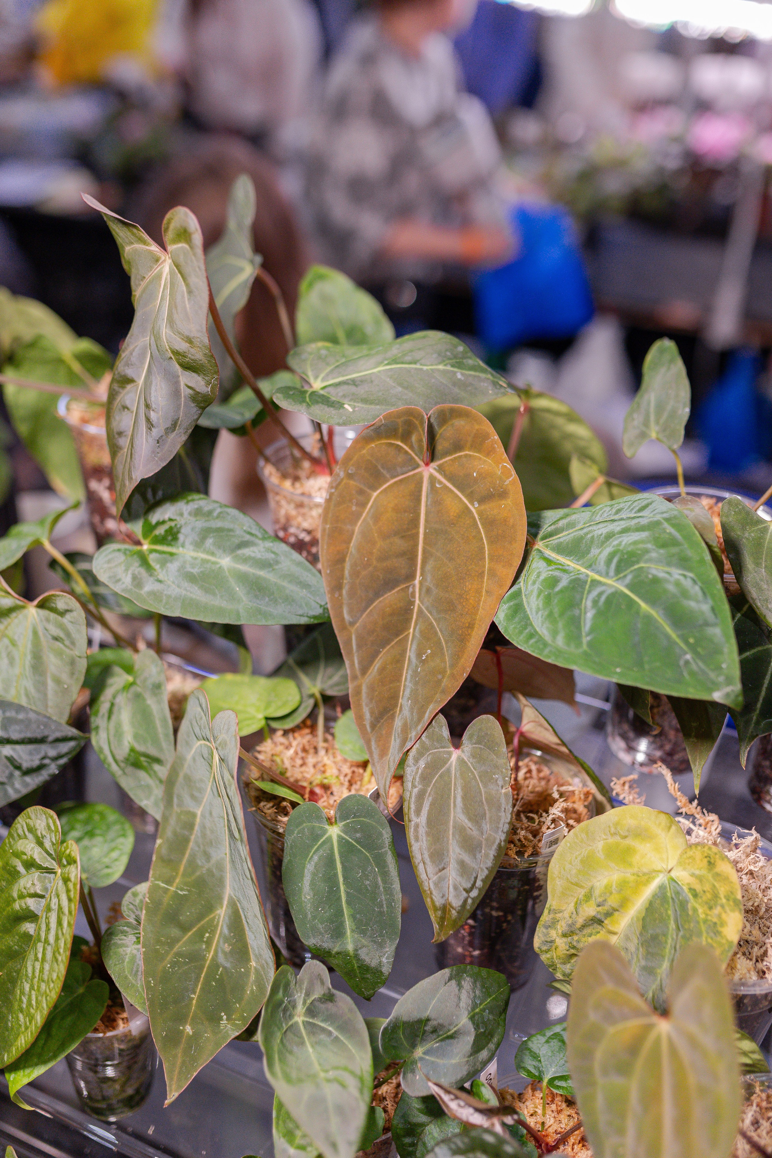 Орхидиум 12.2025. Александра Куликова фотограф, Москва