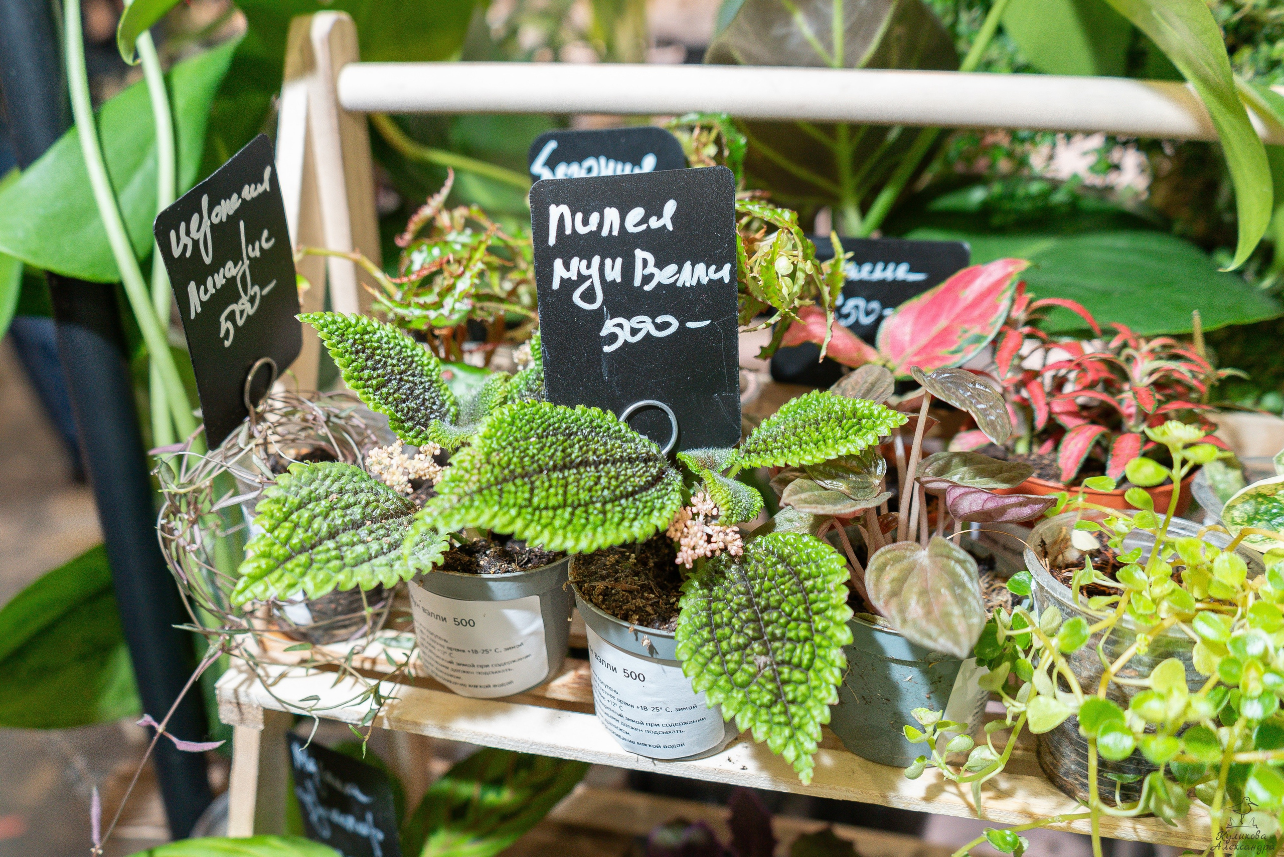 Гроубокс Артплей апрель. Александра Куликова фотограф, Москва