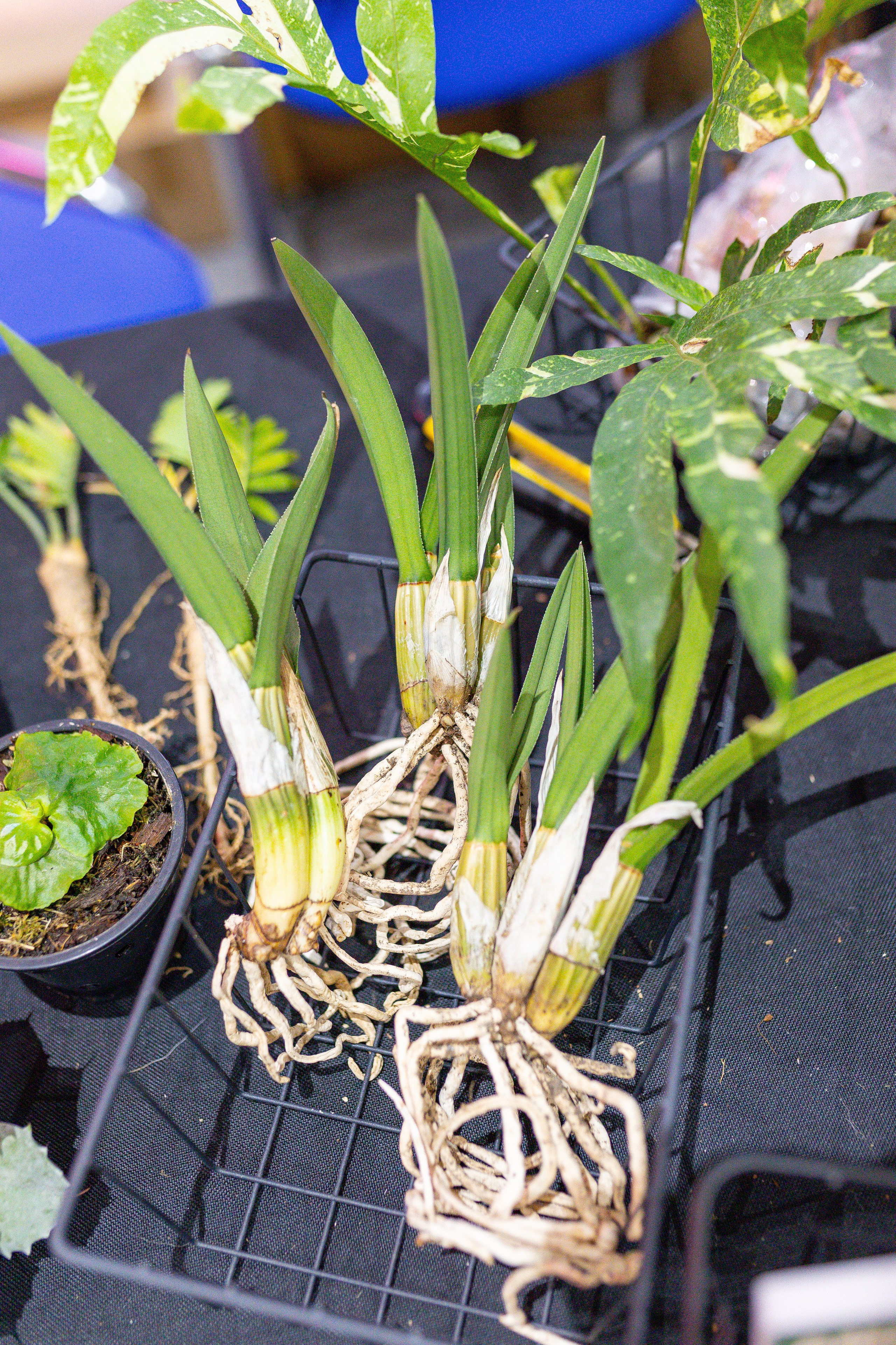 Монстериум 11–12 октября. Александра Куликова фотограф, Москва