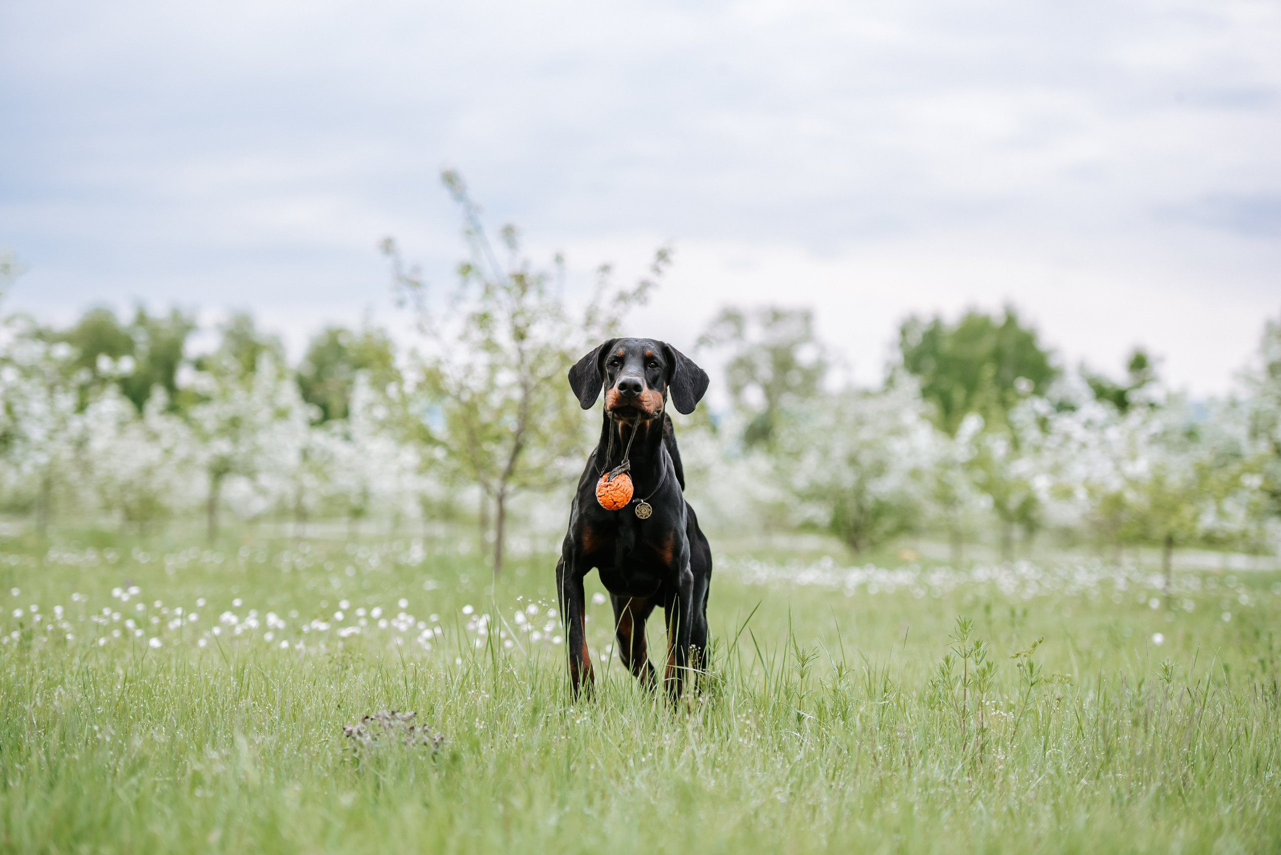 Цветение с доберманами. Фотограф Диана Оленина Красноярск / Братск