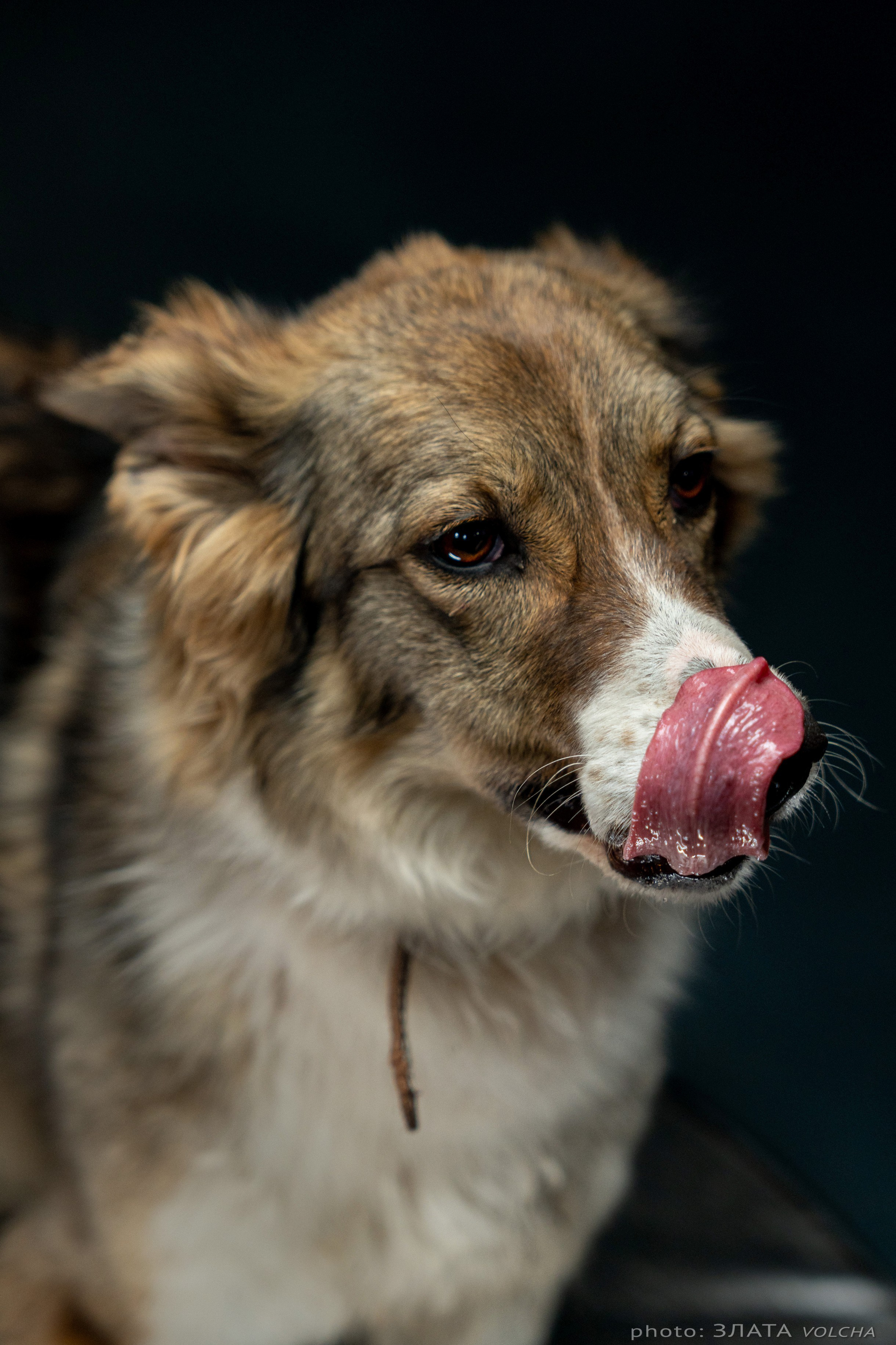 Собаки в студии. Фото, видео, монтаж