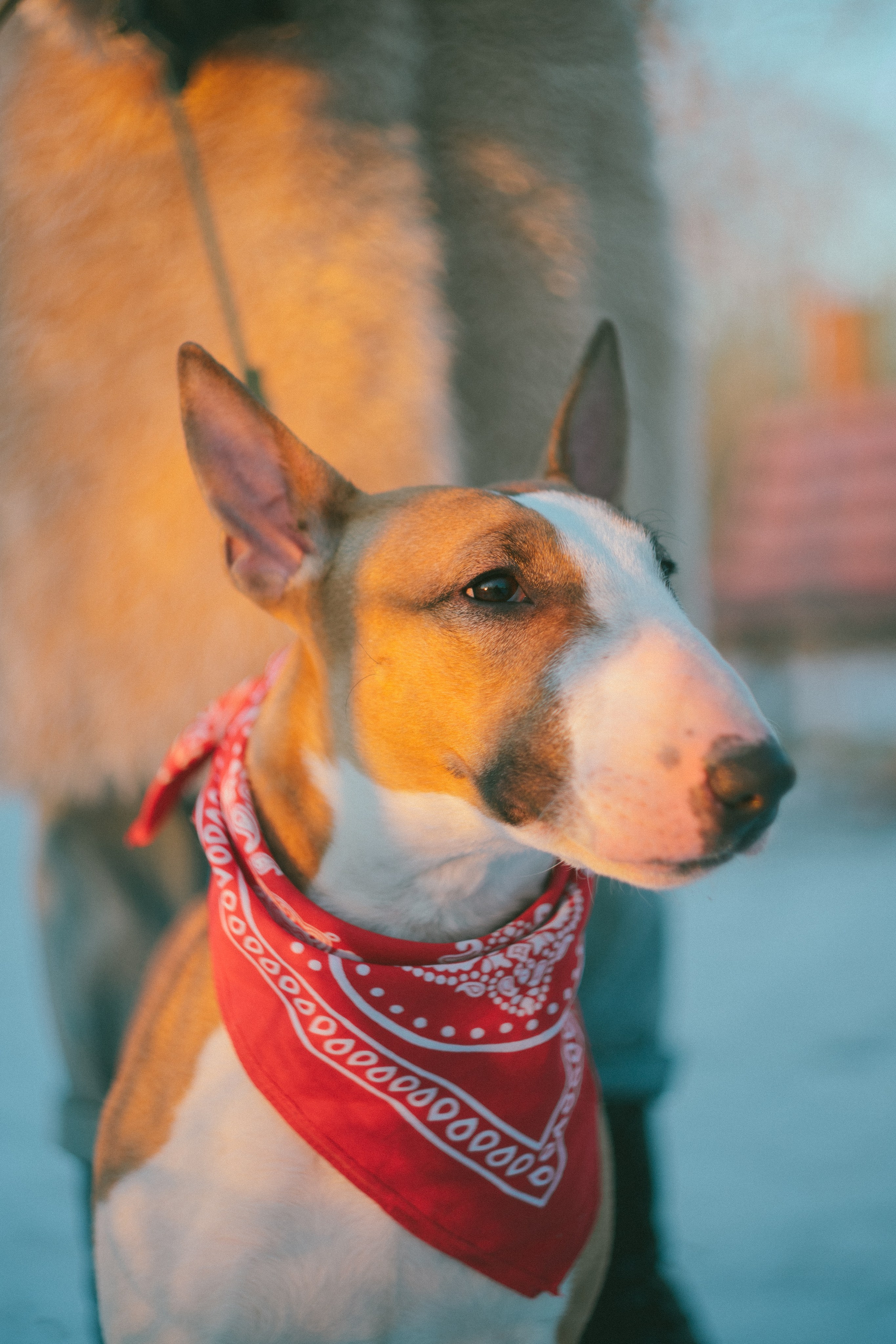 Булка. Евгения Арефьева — свадебный и портретный фотограф в Чите