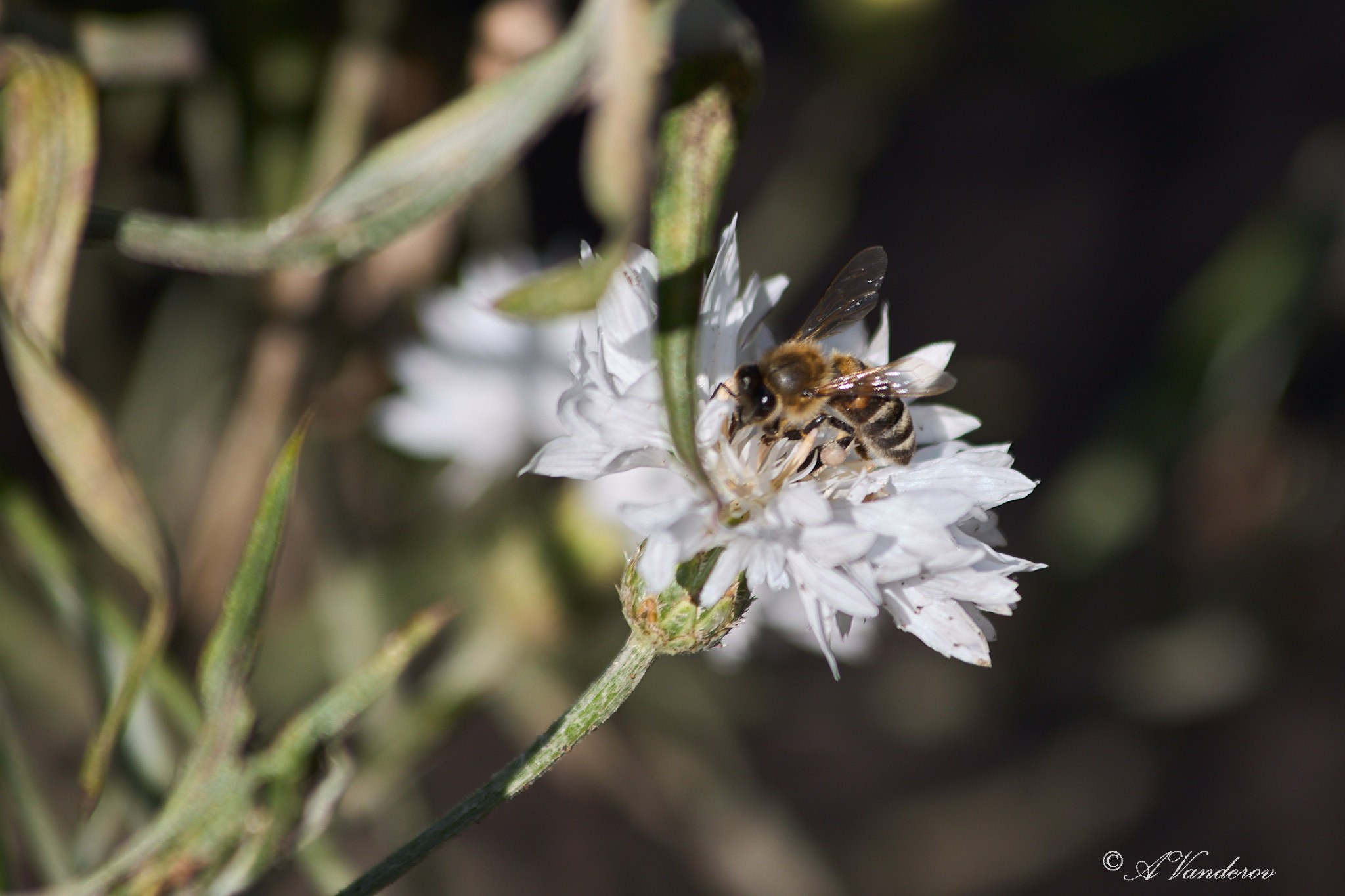 Село Савкино Баганского района Новосибирской области. Фотограф Омск | Александр Вандеров