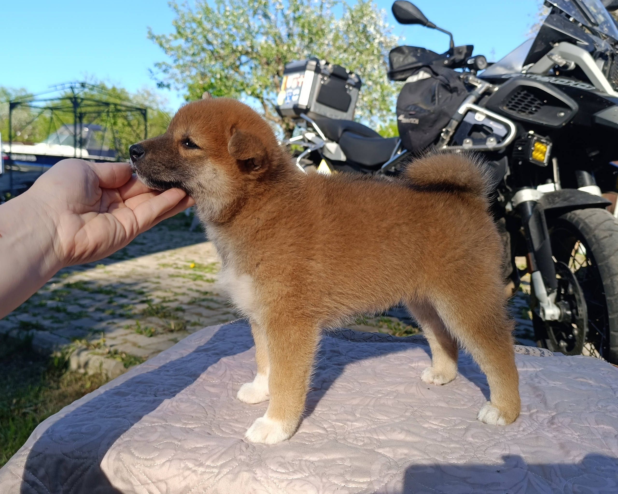 Сиба Rubylight Fumiko питомник Рубилайт