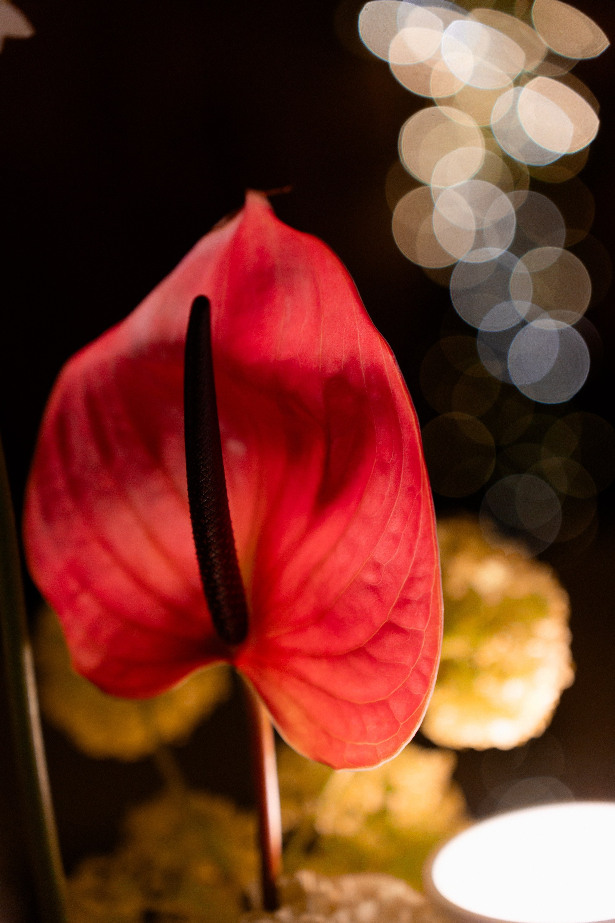 ДЕНЬ РОЖДЕНИЯ АЛИНЫ. Свадебный фотограф в Москве Евгений Рыжов