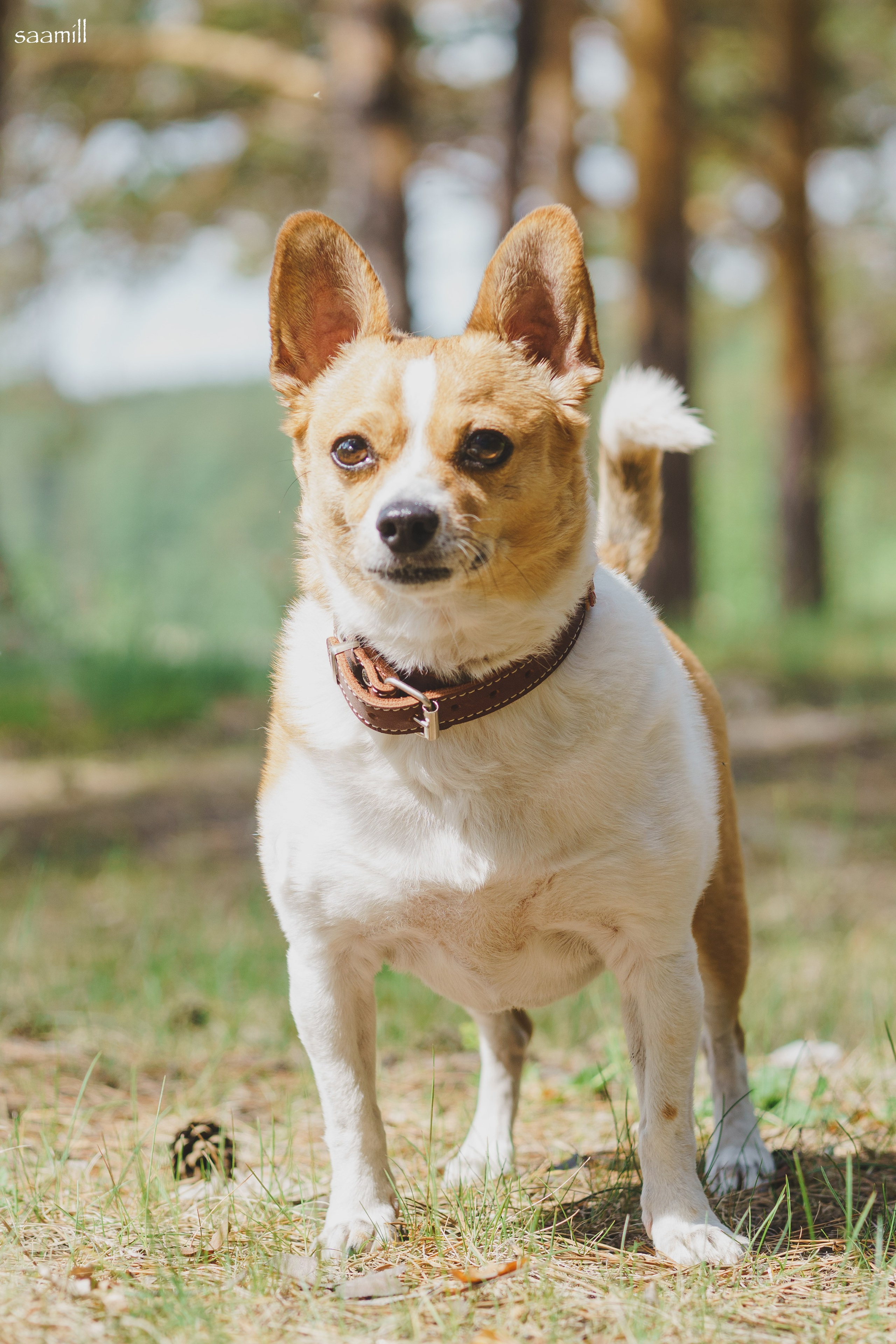 Life with dog. Saamill