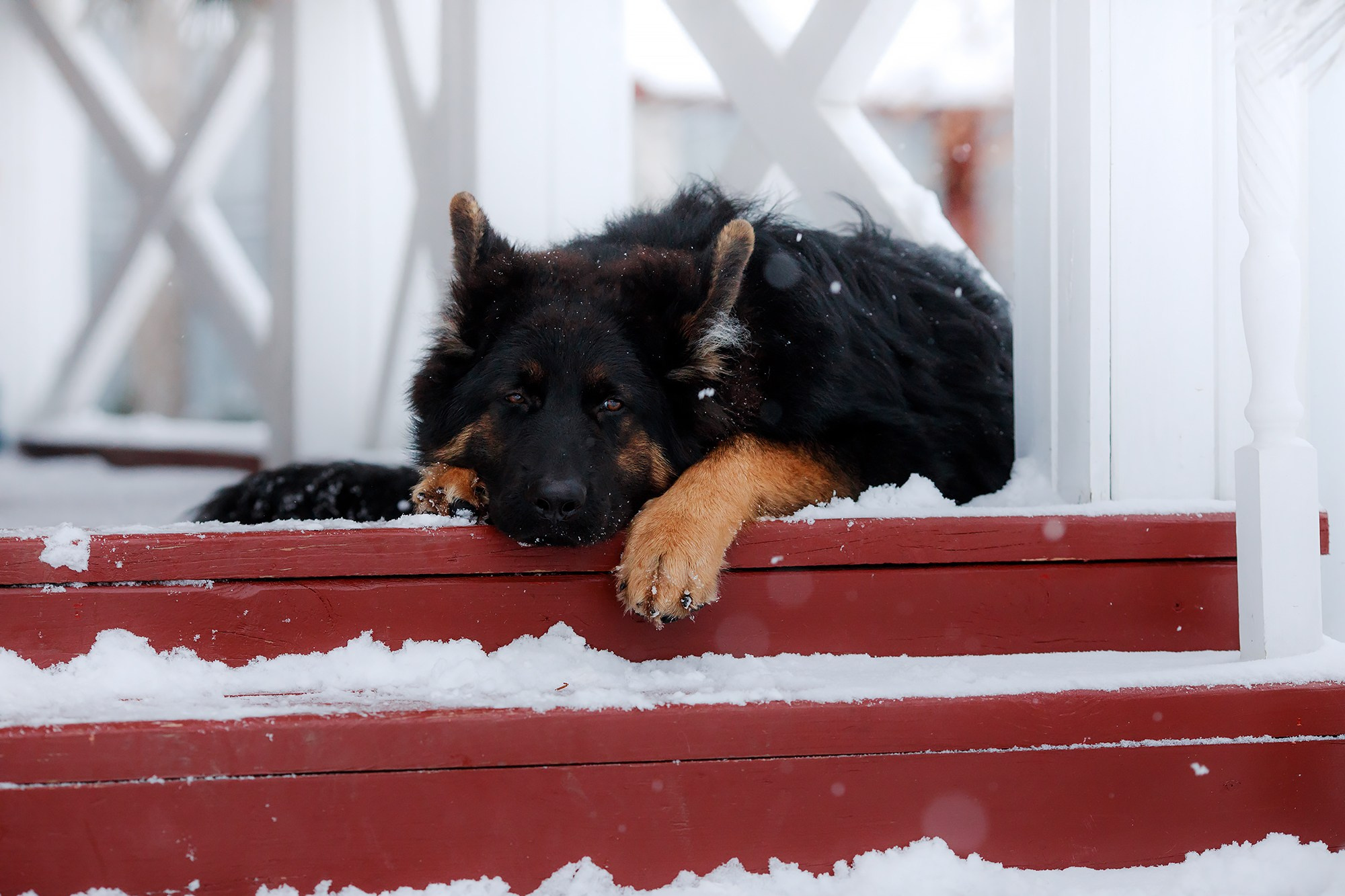 Зимние портреты. Фотограф-анималист Mary Mart — Москва, Питер