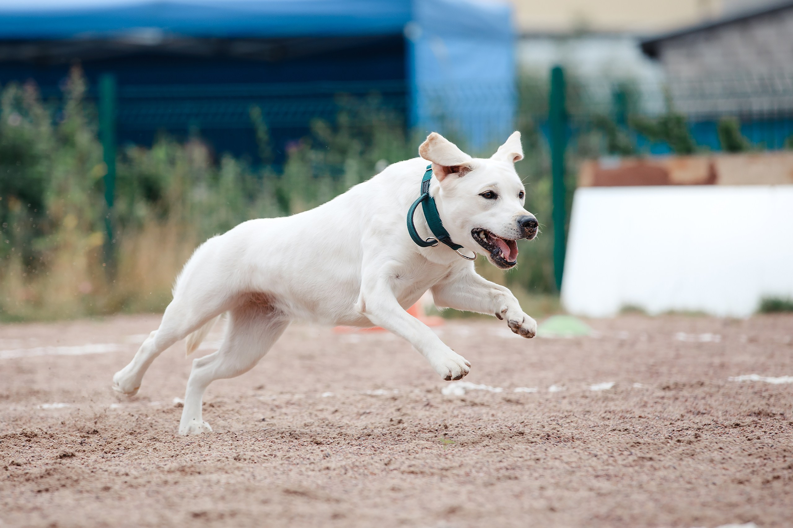 Питч&Гоу + веселые старты. Фотограф-анималист Mary Mart — Москва, Питер