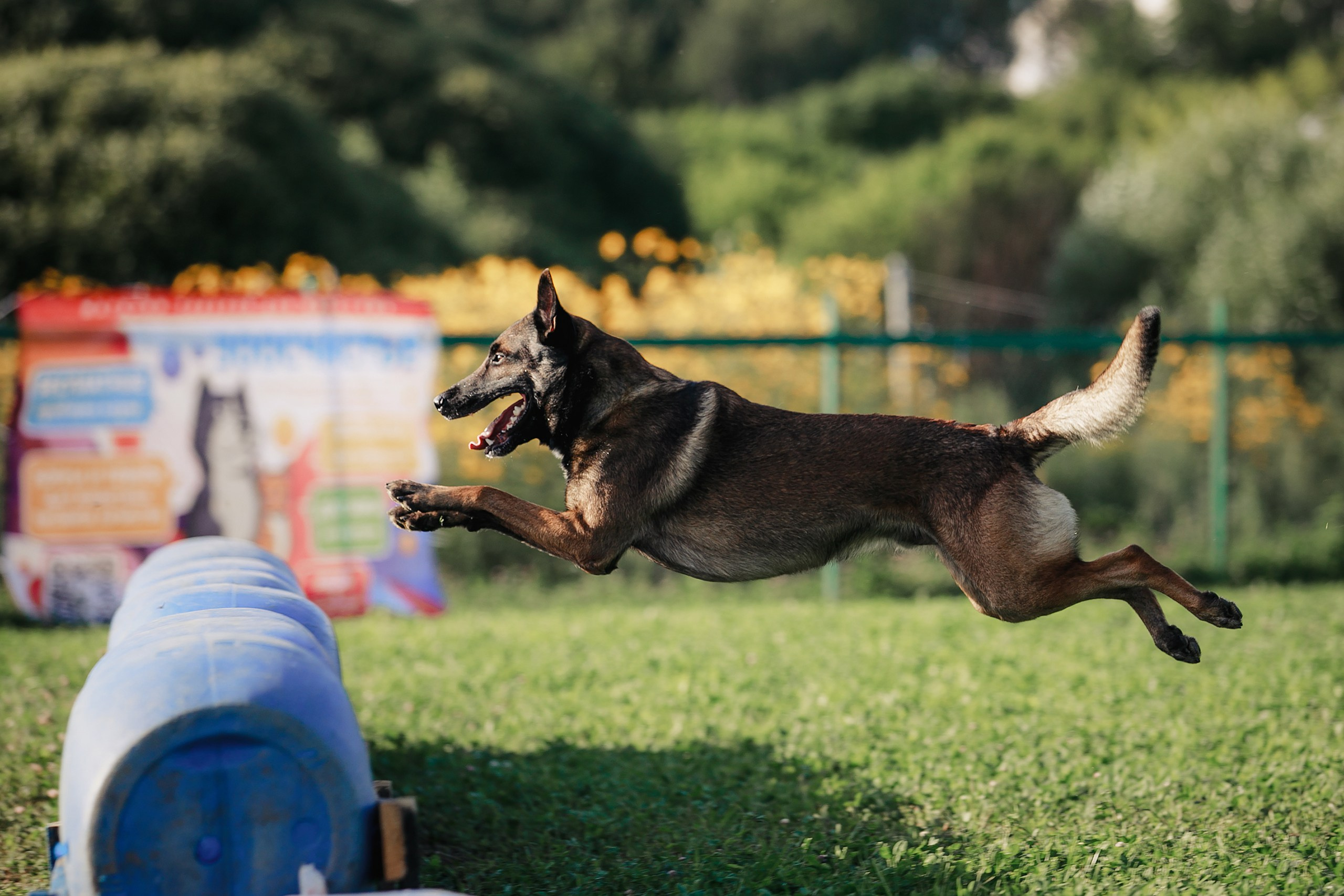Мондьоринг М1, М2, М3, Вологда. Фотограф-анималист Mary Mart — Москва, Питер
