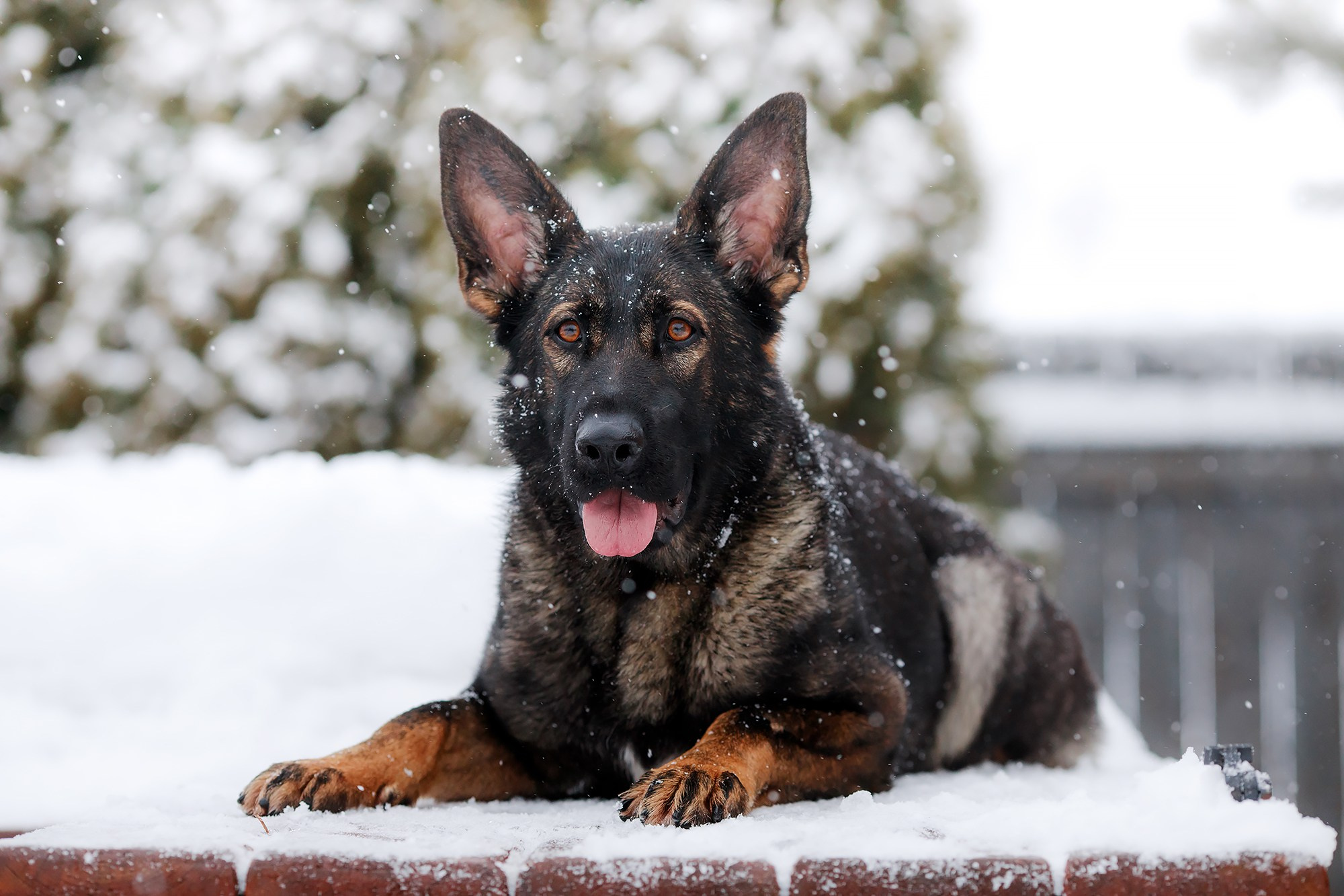 Зимние портреты. Фотограф-анималист Mary Mart — Москва, Питер