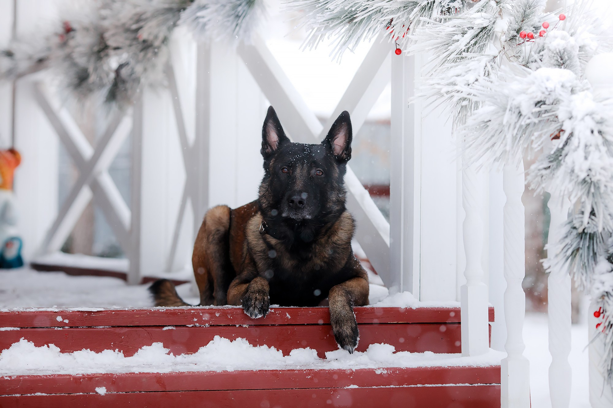 Зорро. Фотограф-анималист Mary Mart — Москва, Питер
