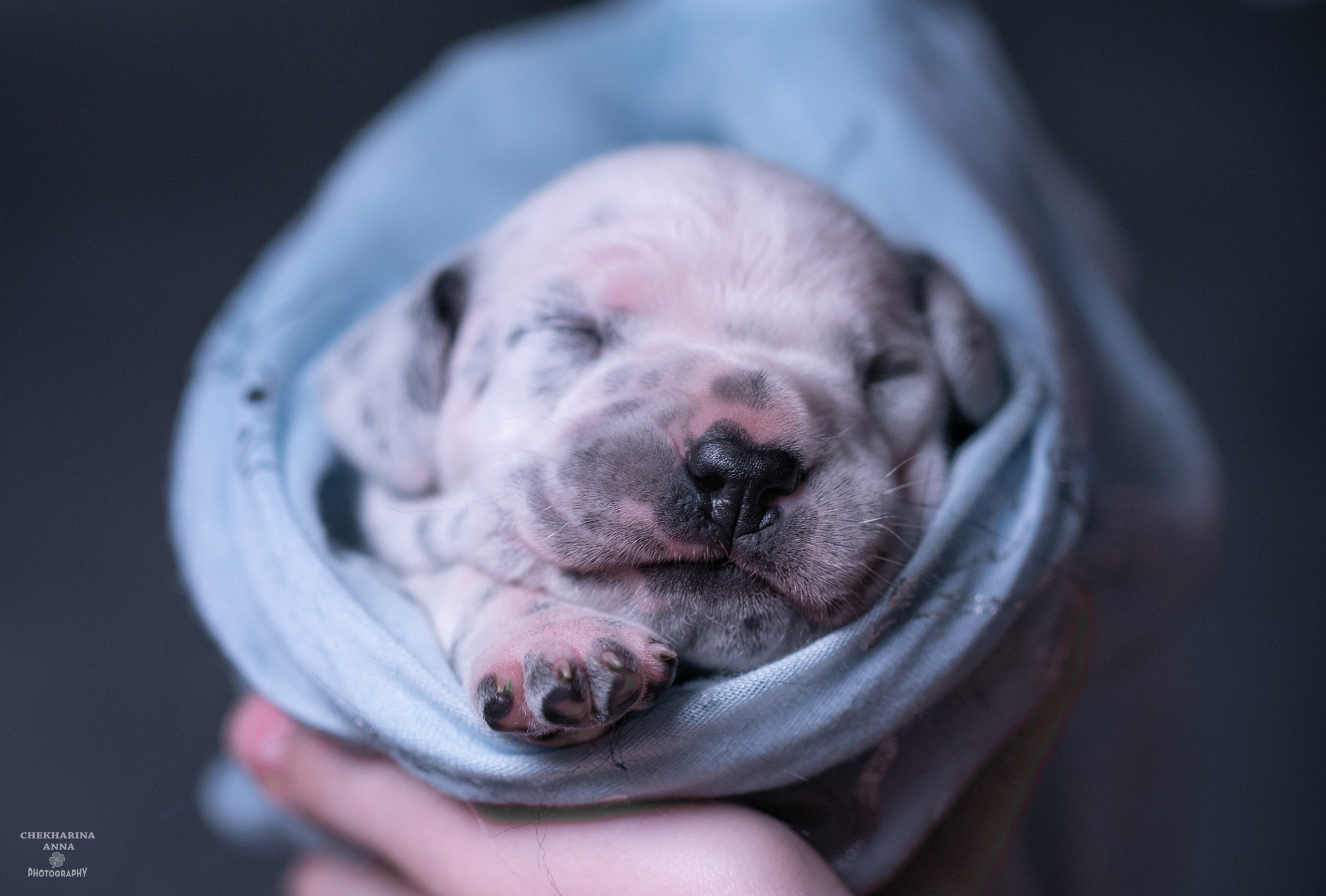 Анималистика. Профессиональный фотограф Чехарина Анна / pro photographer Chekharina
