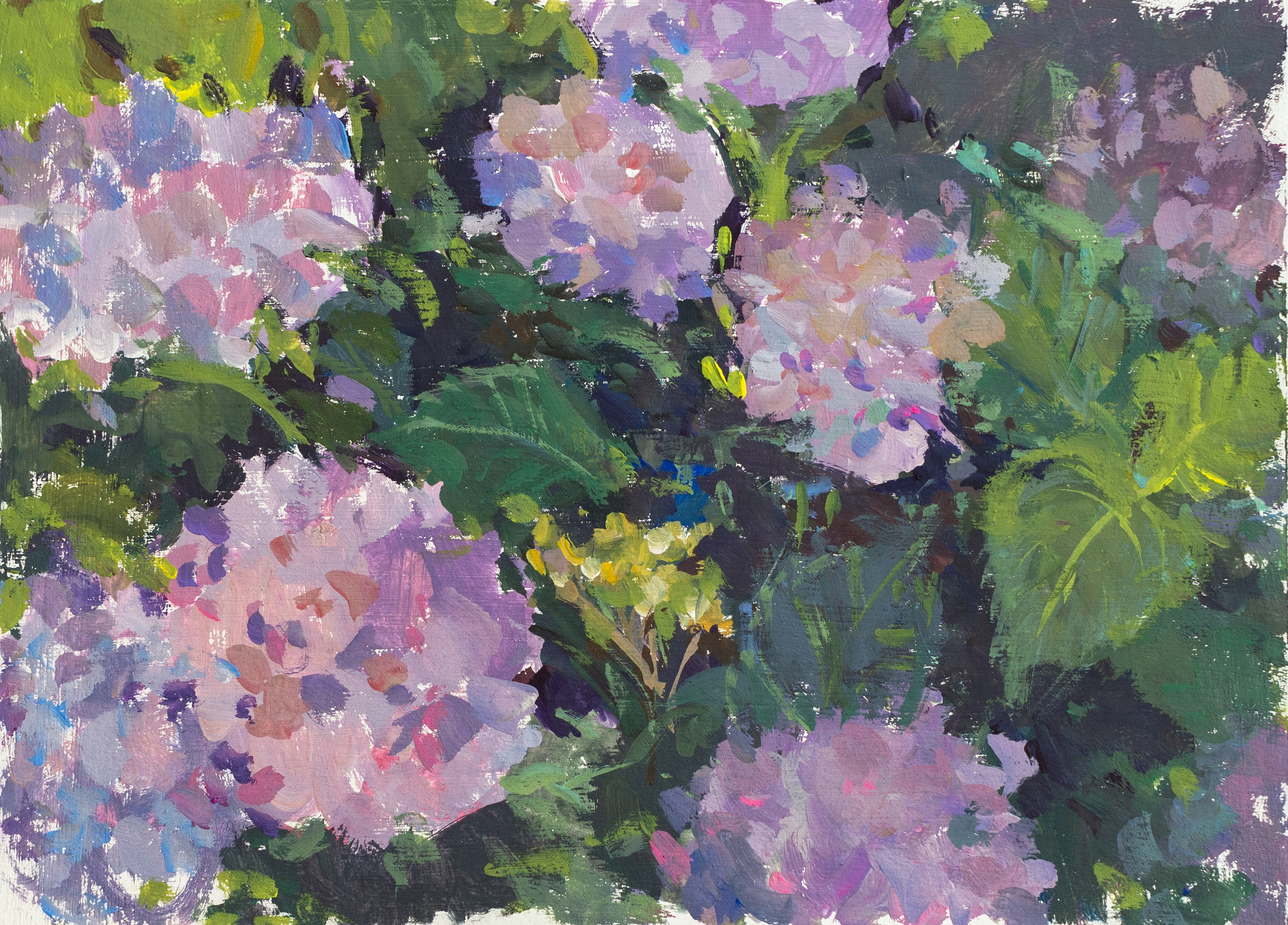 "Этюд. Гортензия" картон, гуашь 16.5х22.5см, 2025г