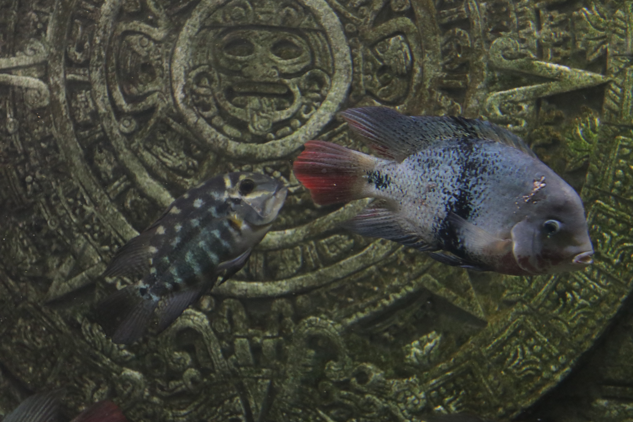 Крым. ЮБК (Севастополь, Кастрополь, Ялта). Май 2023. Путешественник-фотограф из Санкт-Петербурга Татьяна Свистулина