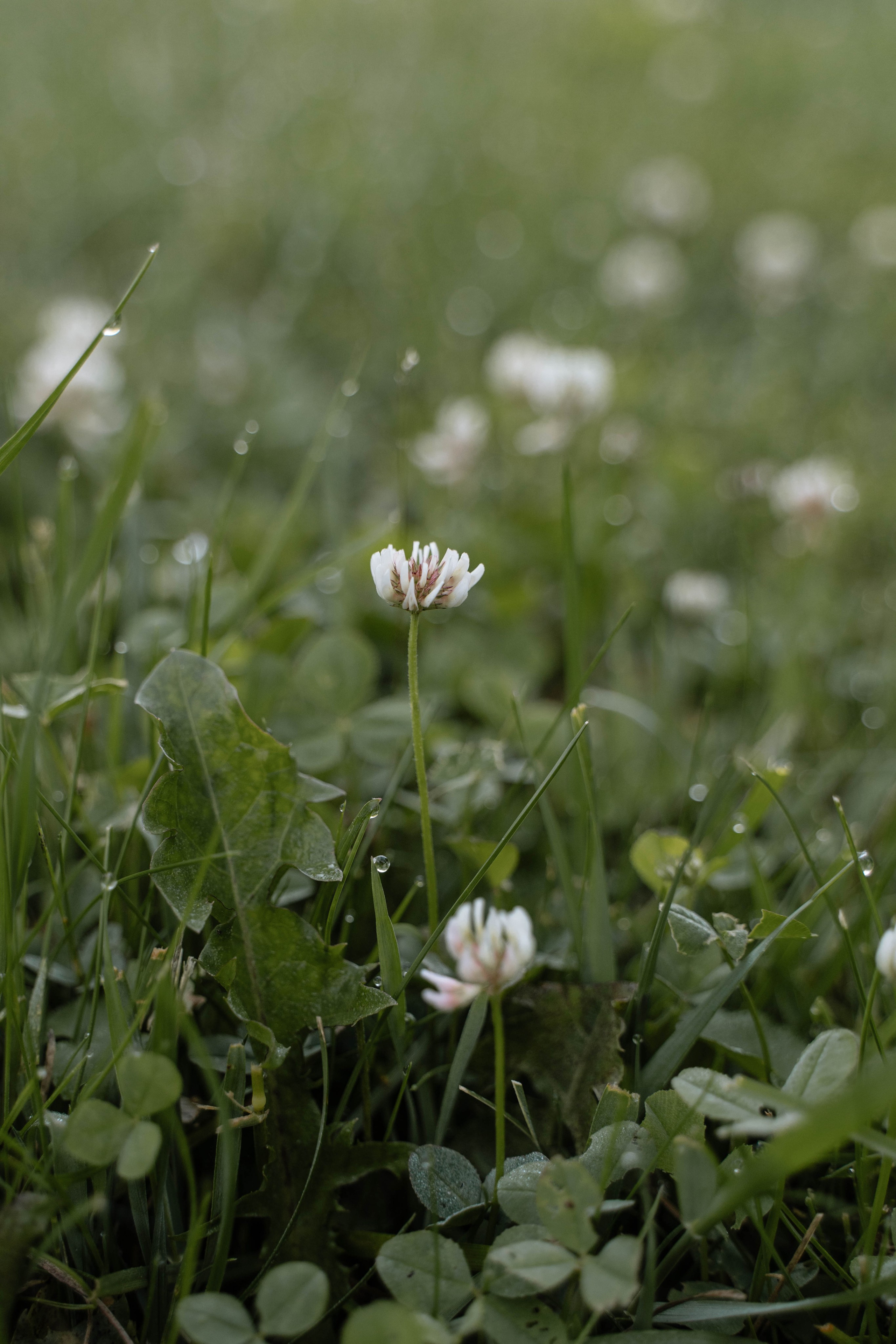 Свадебная фотосессия в Санкт-Петербурге. Свадебный фотограф в Краснодаре и Санкт-Петербурге Евгения Алексеева