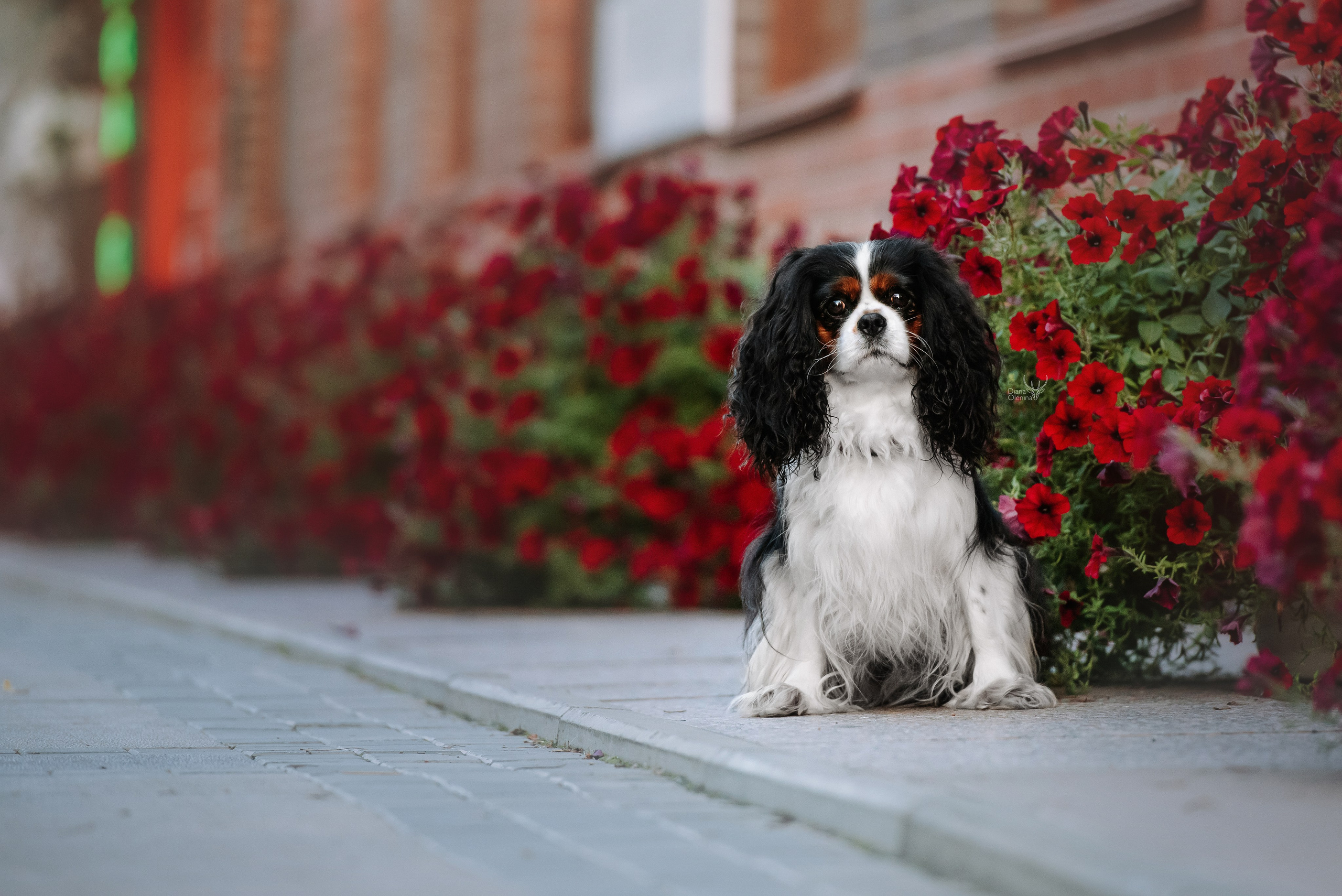Собаки уличные. Фотограф Диана Оленина Красноярск / Братск