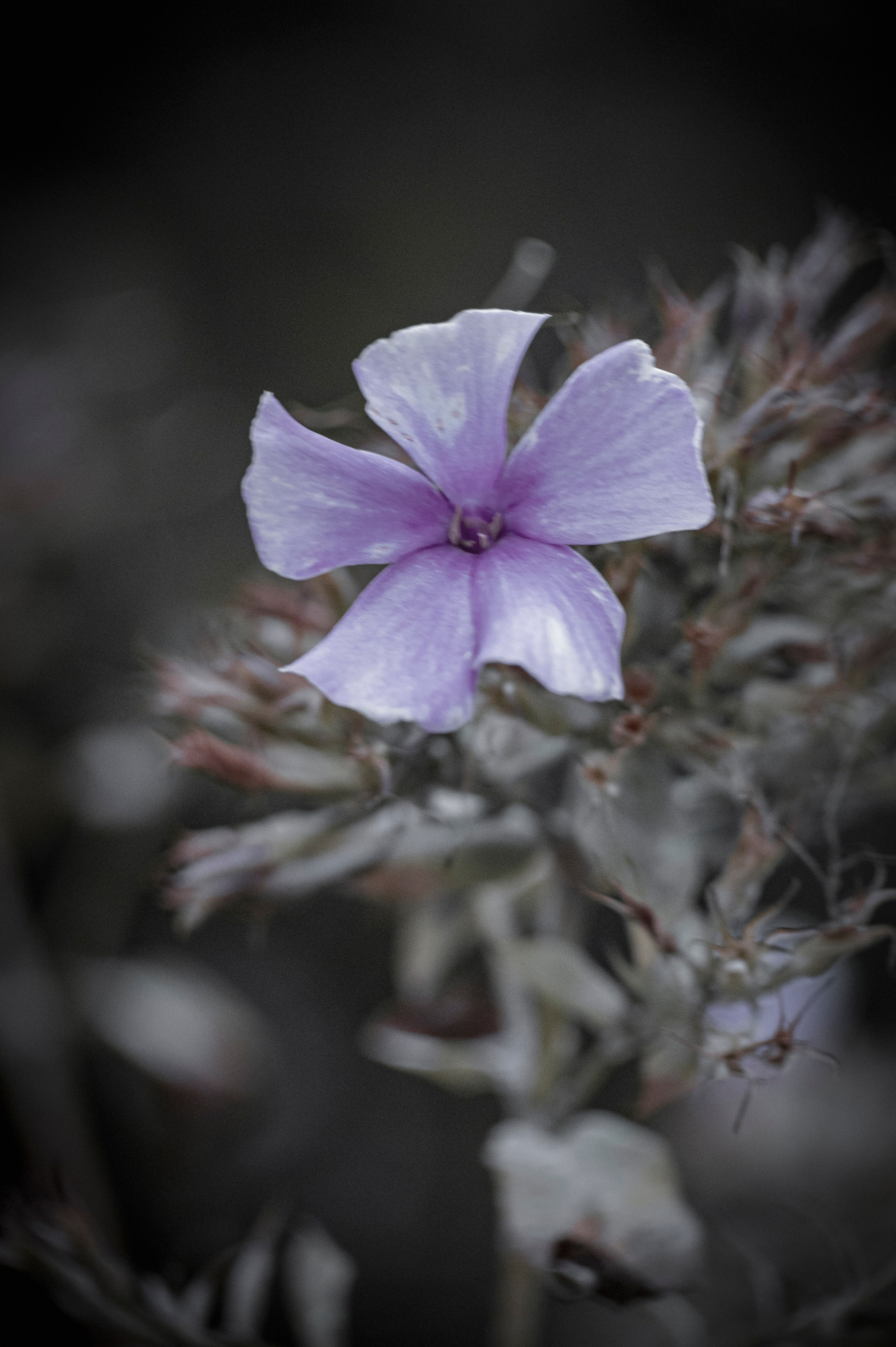 Осенние цветы. Фотограф Роман Адлер