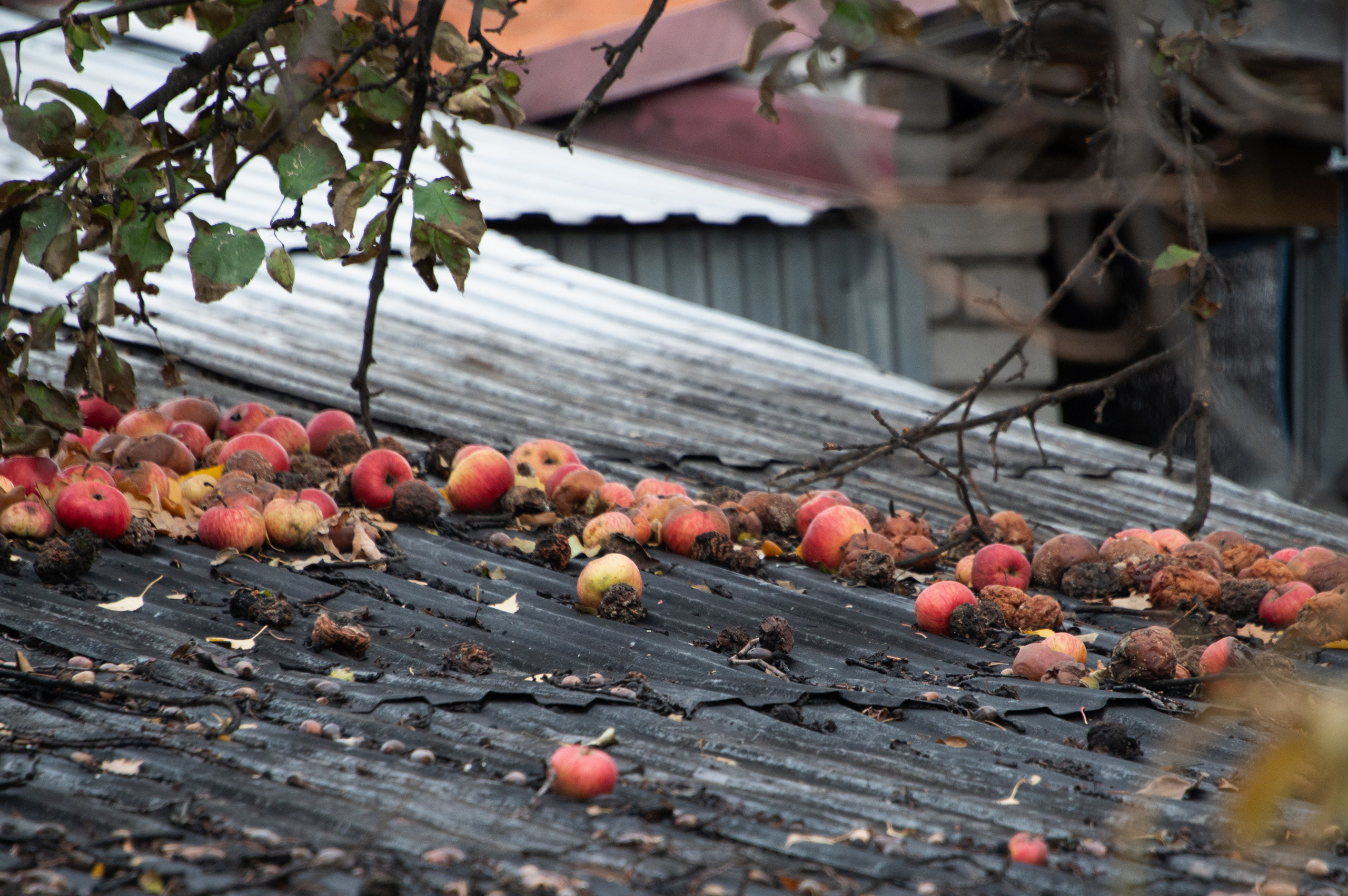 Пенза. Ноябрь 2023. Фотограф Роман Адлер