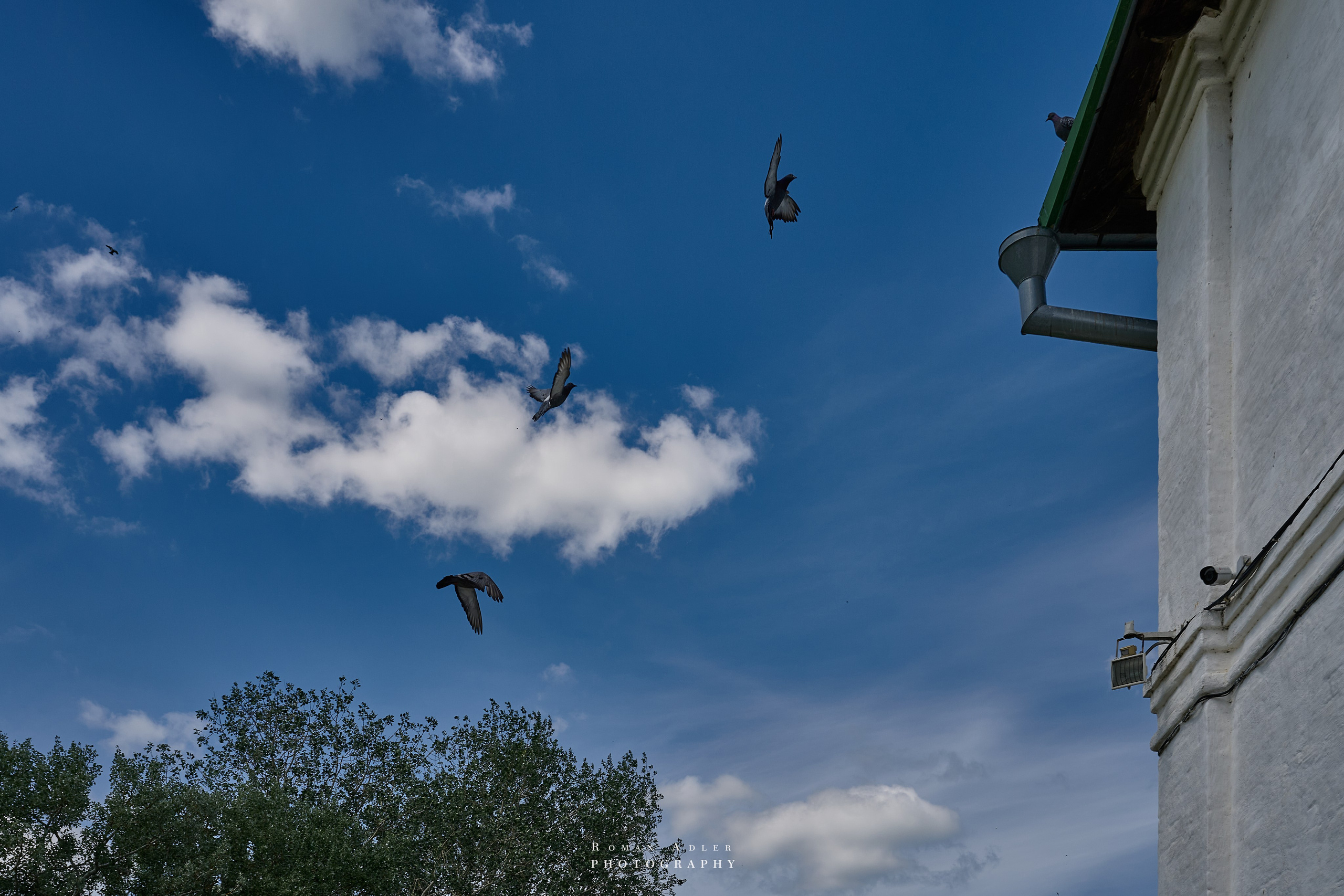 Суздаль. Июнь 2025. Фотограф Роман Адлер