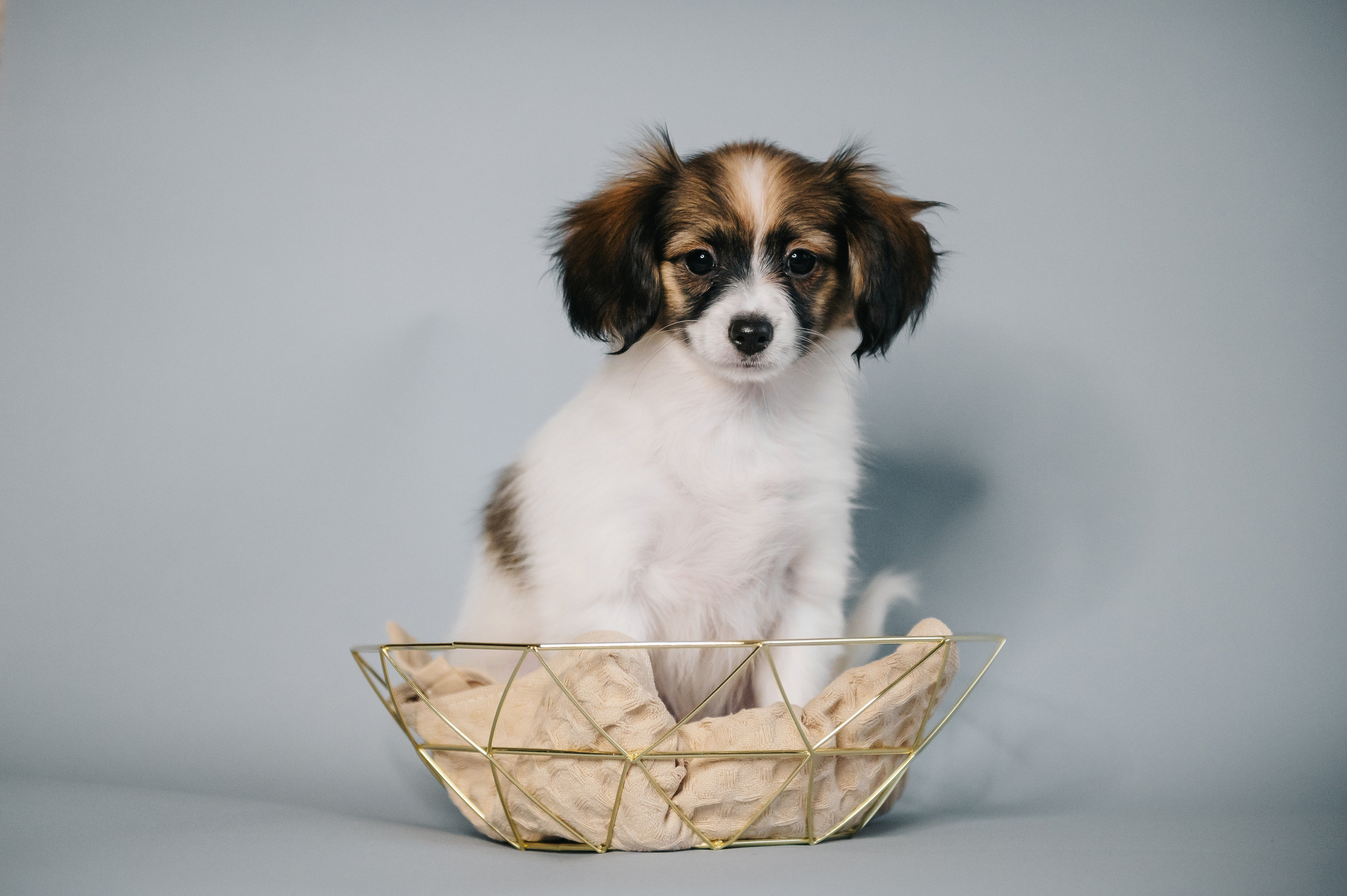 Папильоны. Анна Пушина, фотограф, Москва, Королев, Пушкино