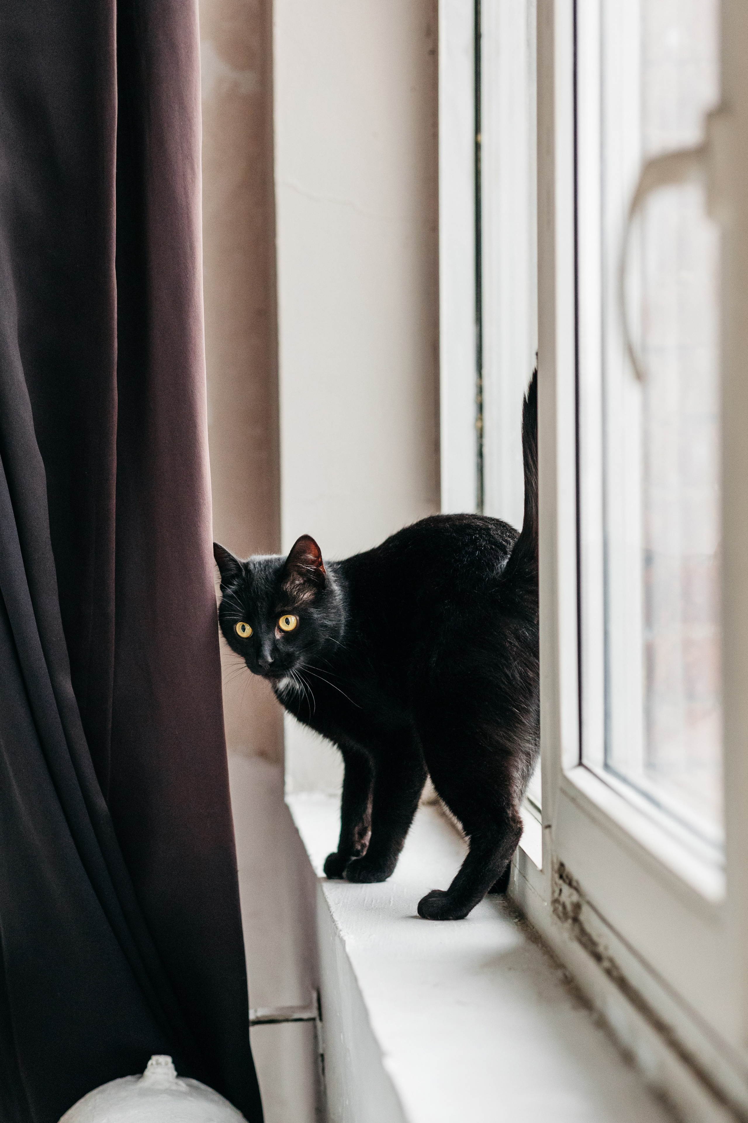 Кузя. Фотограф-анималист Елена Радченко, Москва