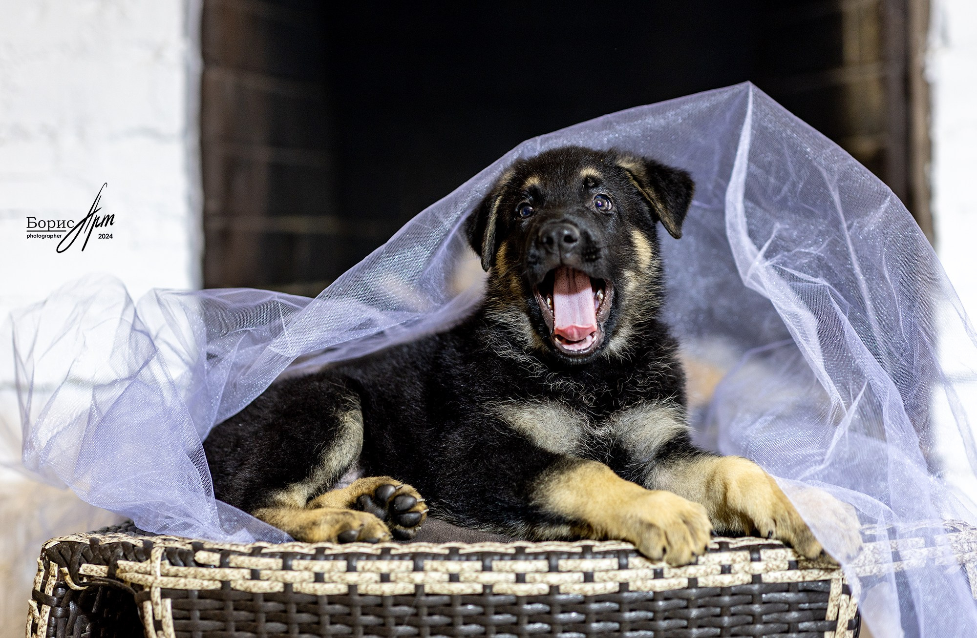 ВЕО ЩЕНКИ. Борис Артамонов фотограф — анималист. Москва