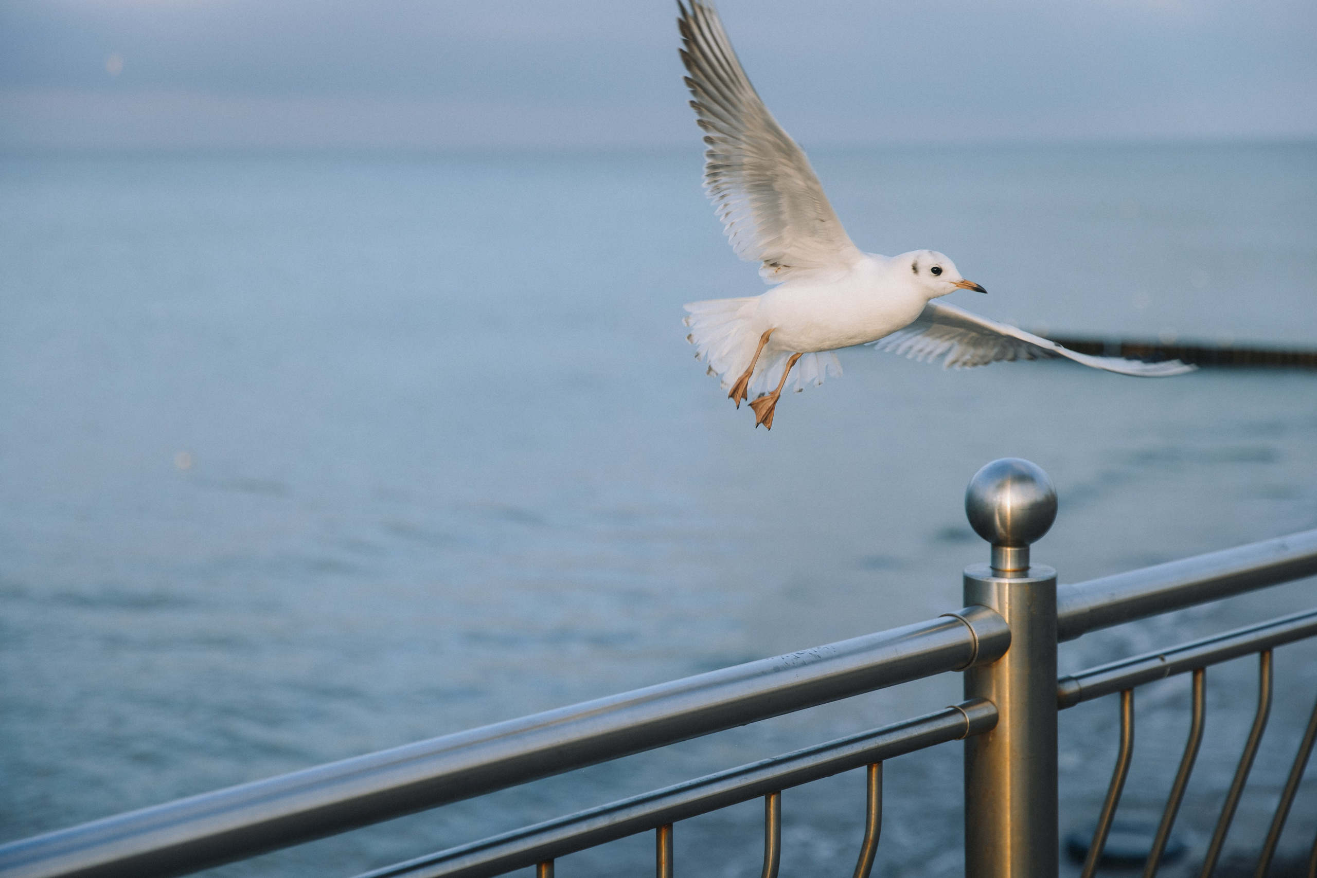 Фотосъёмки дома, в студии, в интерьере. Фотограф Зеленоградск Красильникова Елена
