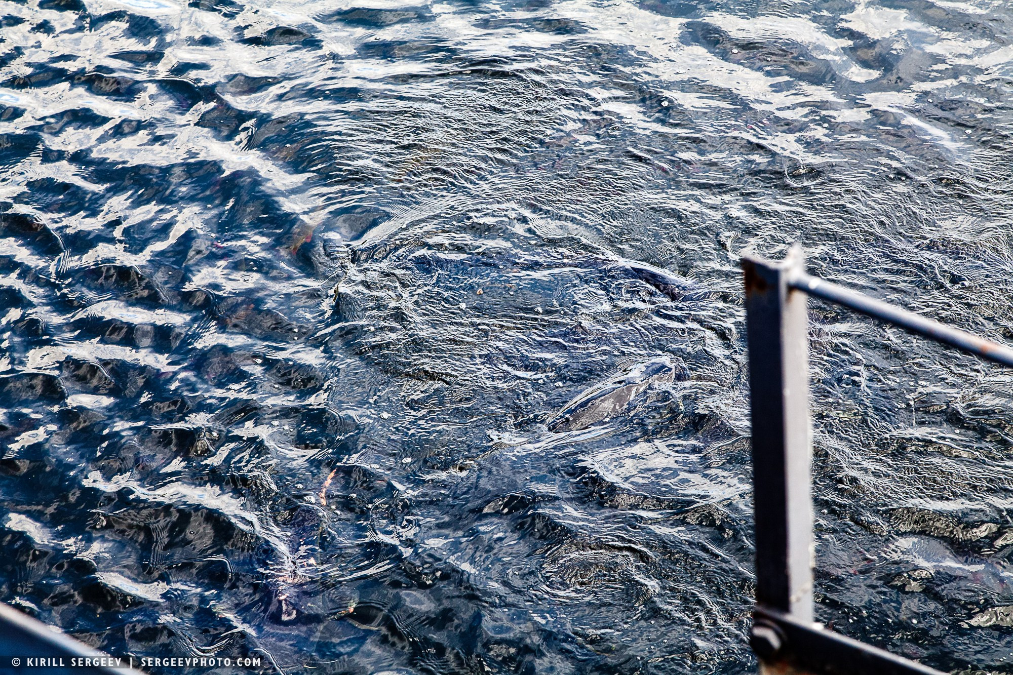 40 лет аварии на ЧАЭС. Поездка в зону отчуждения. 攝影師 基里爾·謝爾蓋耶夫 |莫斯科