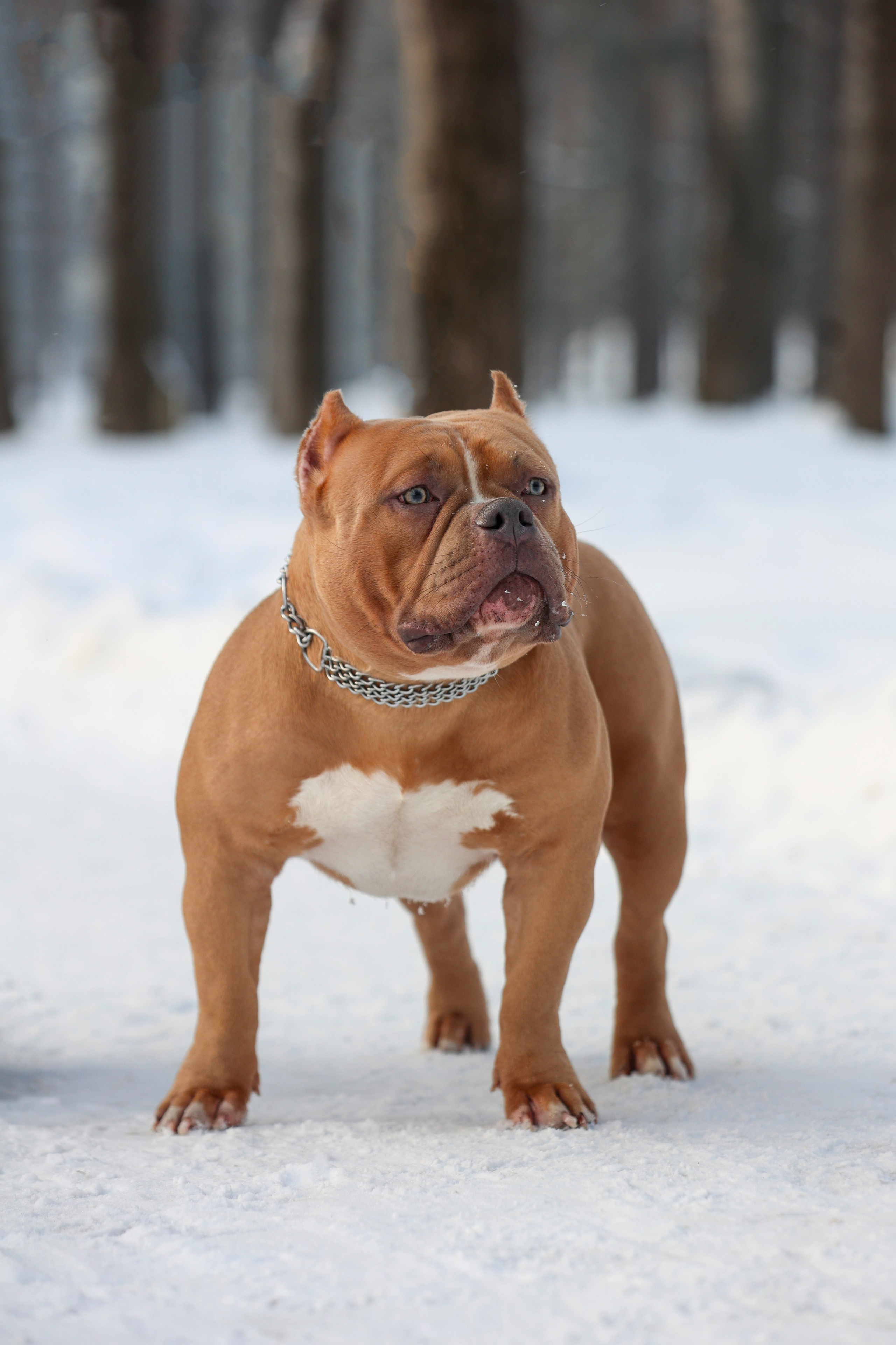 Американский булли!. Фотограф 📸 семейный, предметный, репортажный
