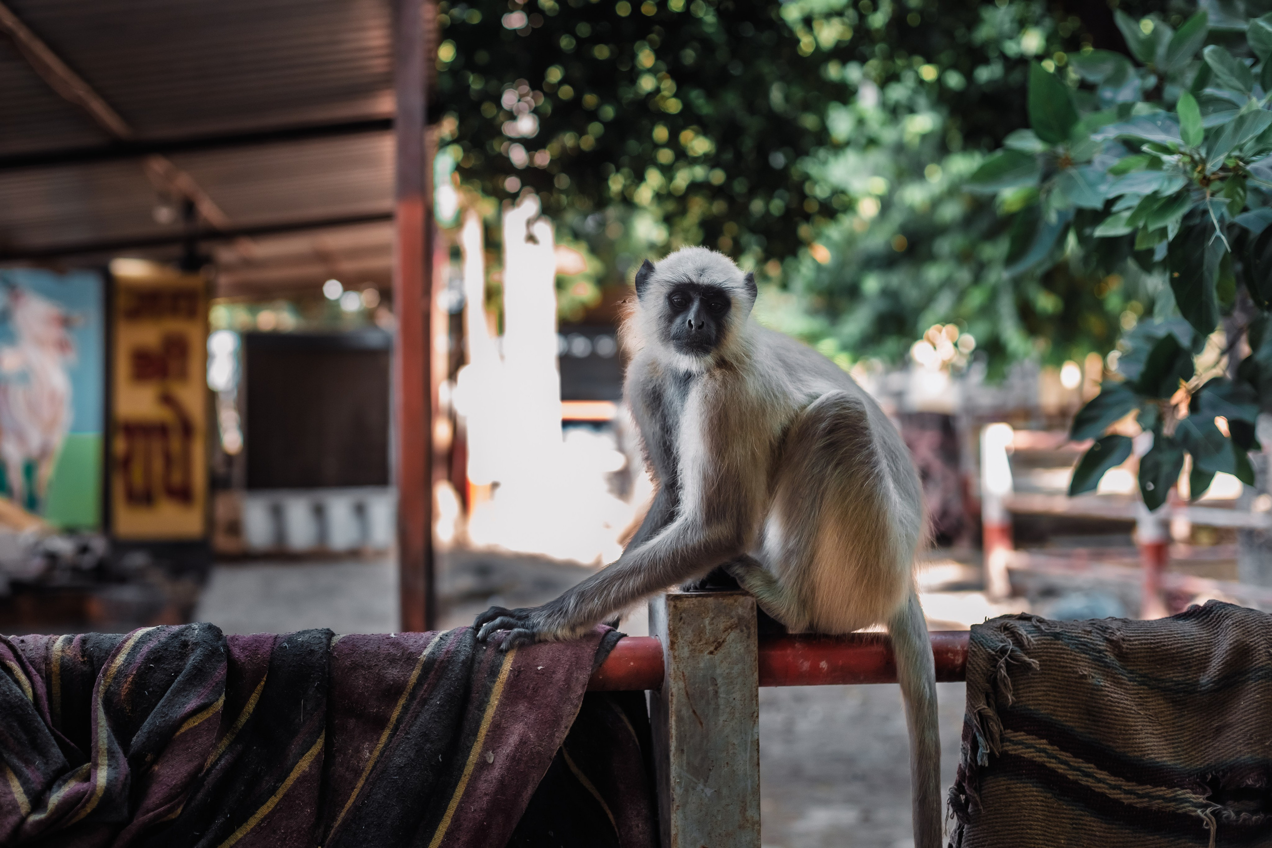 Devraha baba ji ashram life 2025. Mariam Bagdasaryan
