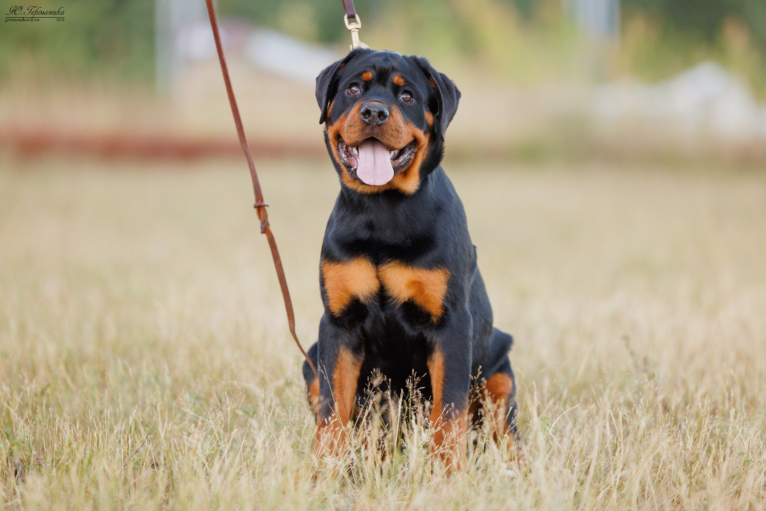 ПК и КЧК ротвейлеры Тверь 6-7.07.2024. Фотограф-анималист Юлия Германика