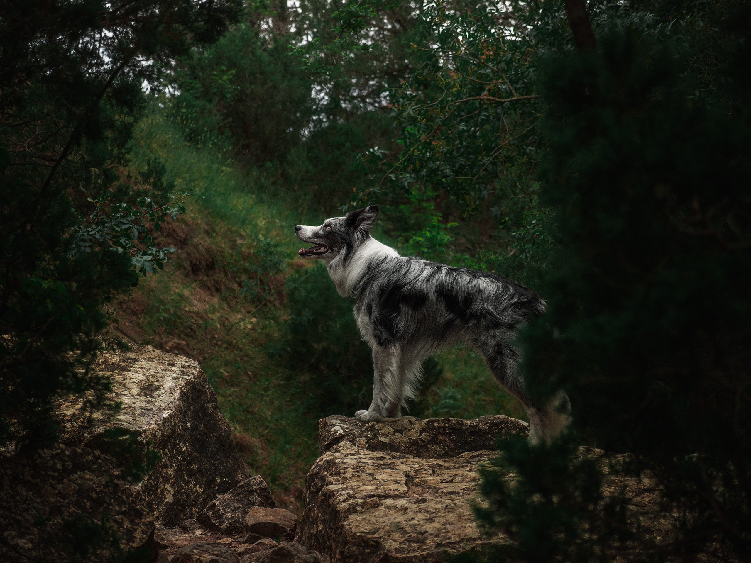 Крым. Фотограф анималист Никита Натальный