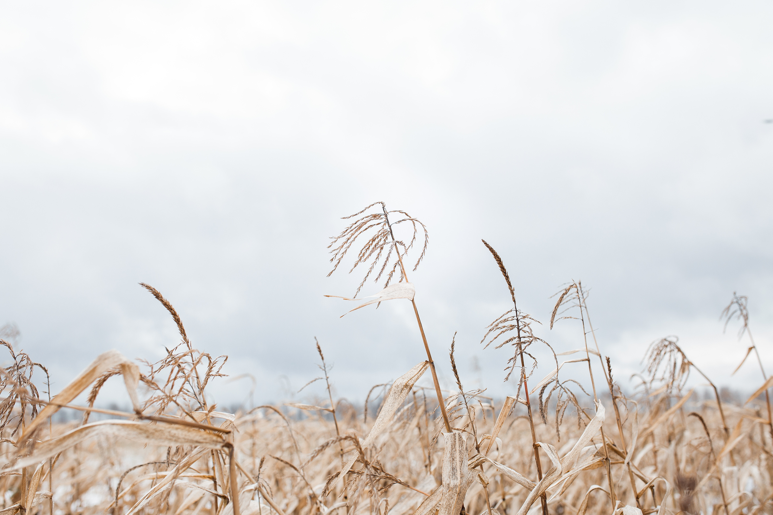 Полина и Александр I 02.11.2019. Свадебный, семейный фотограф в Дзержинске, Нижнем Новгороде Наталья Хр