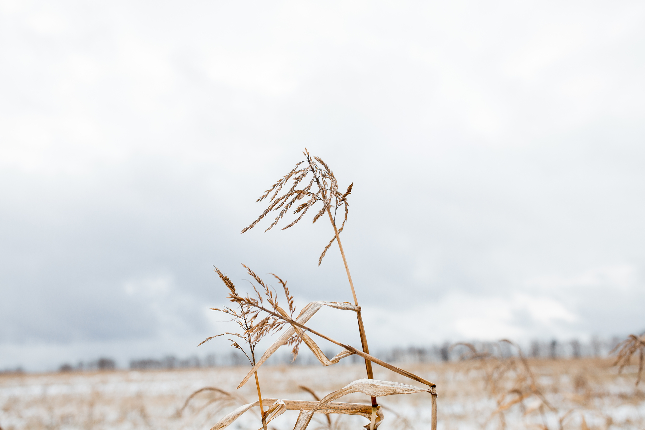 Полина и Александр I 02.11.2019. Свадебный, семейный фотограф в Дзержинске, Нижнем Новгороде Наталья Хр
